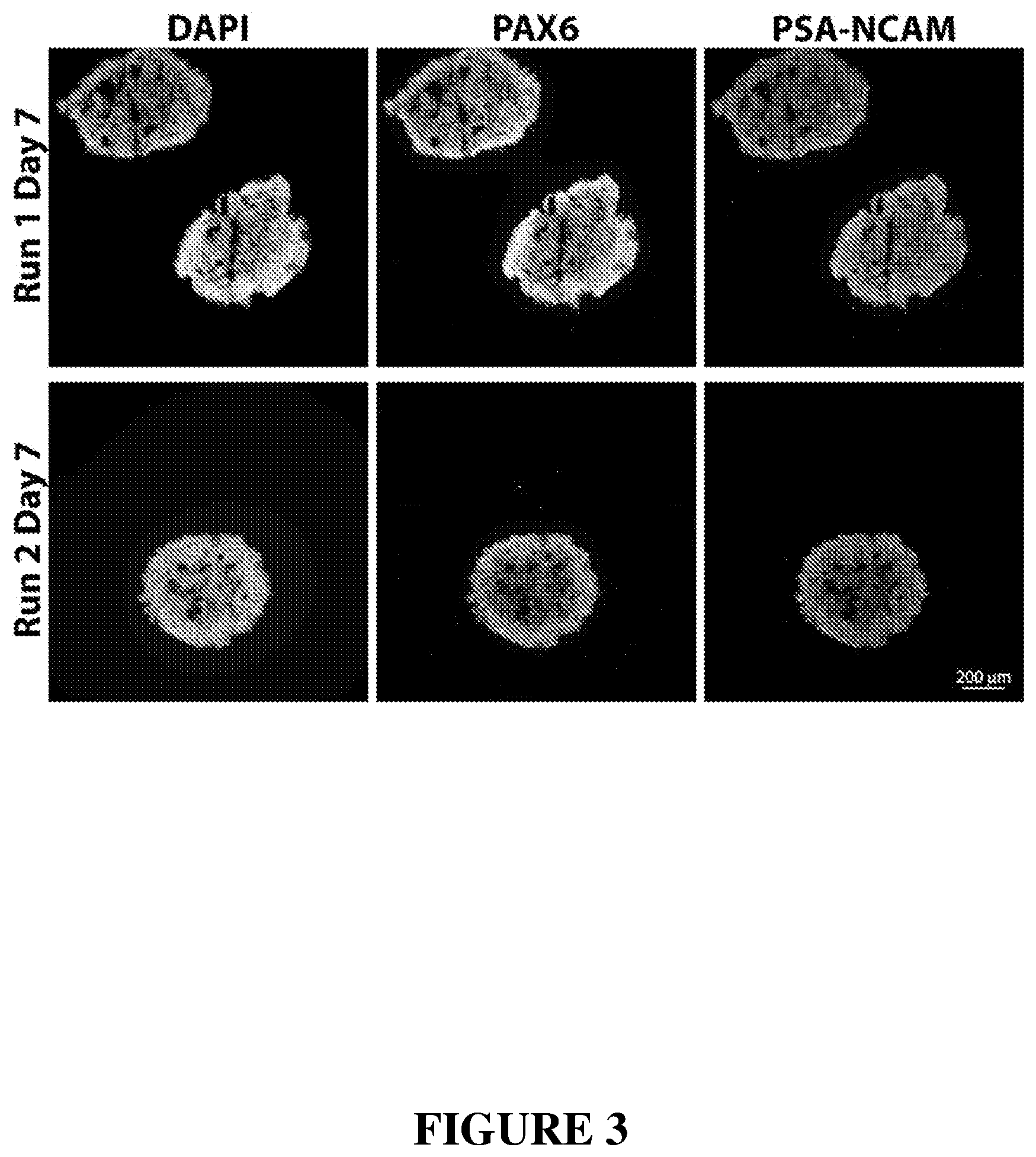 Patent US12365872 Figure 3 – Methods for differentiating pluripotent stem cells in dynamic suspension culture