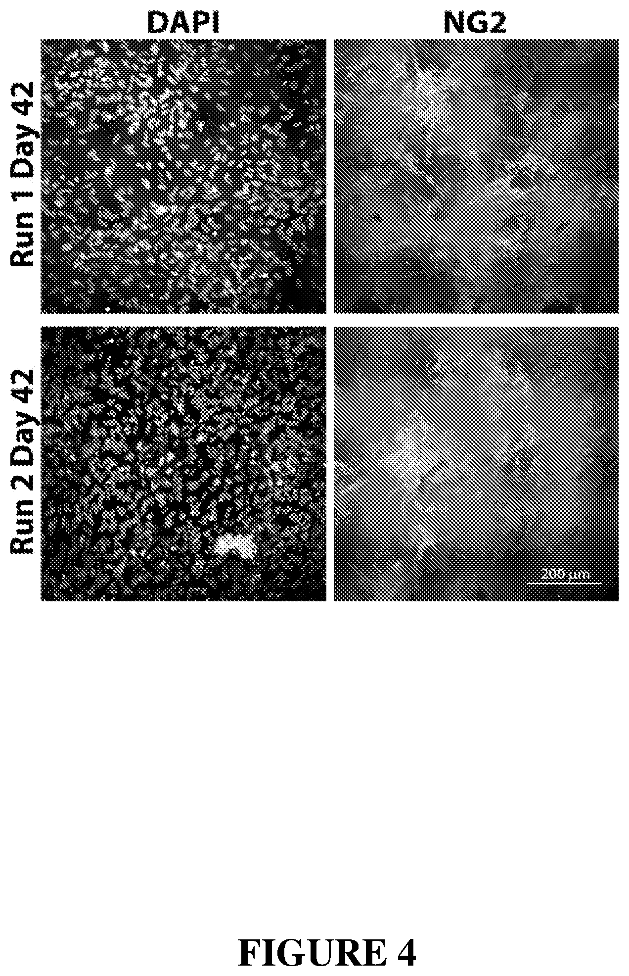 Patent US12365872 Figure 4 – Methods for differentiating pluripotent stem cells in dynamic suspension culture