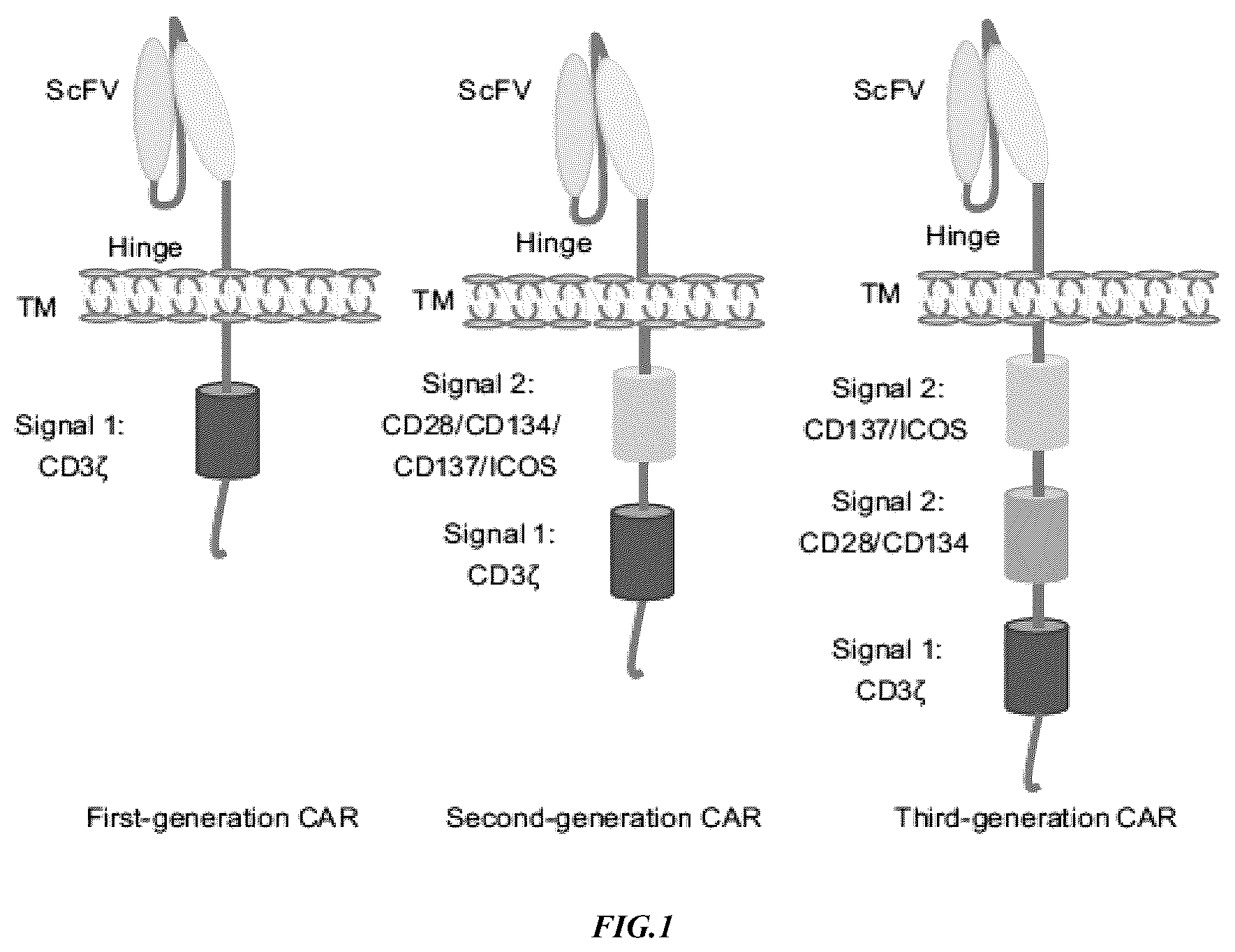 Patent US12365874 — Chimeric antigen receptor-modified NK-92 cells targeting EGFR super-family receptors — Figure 1