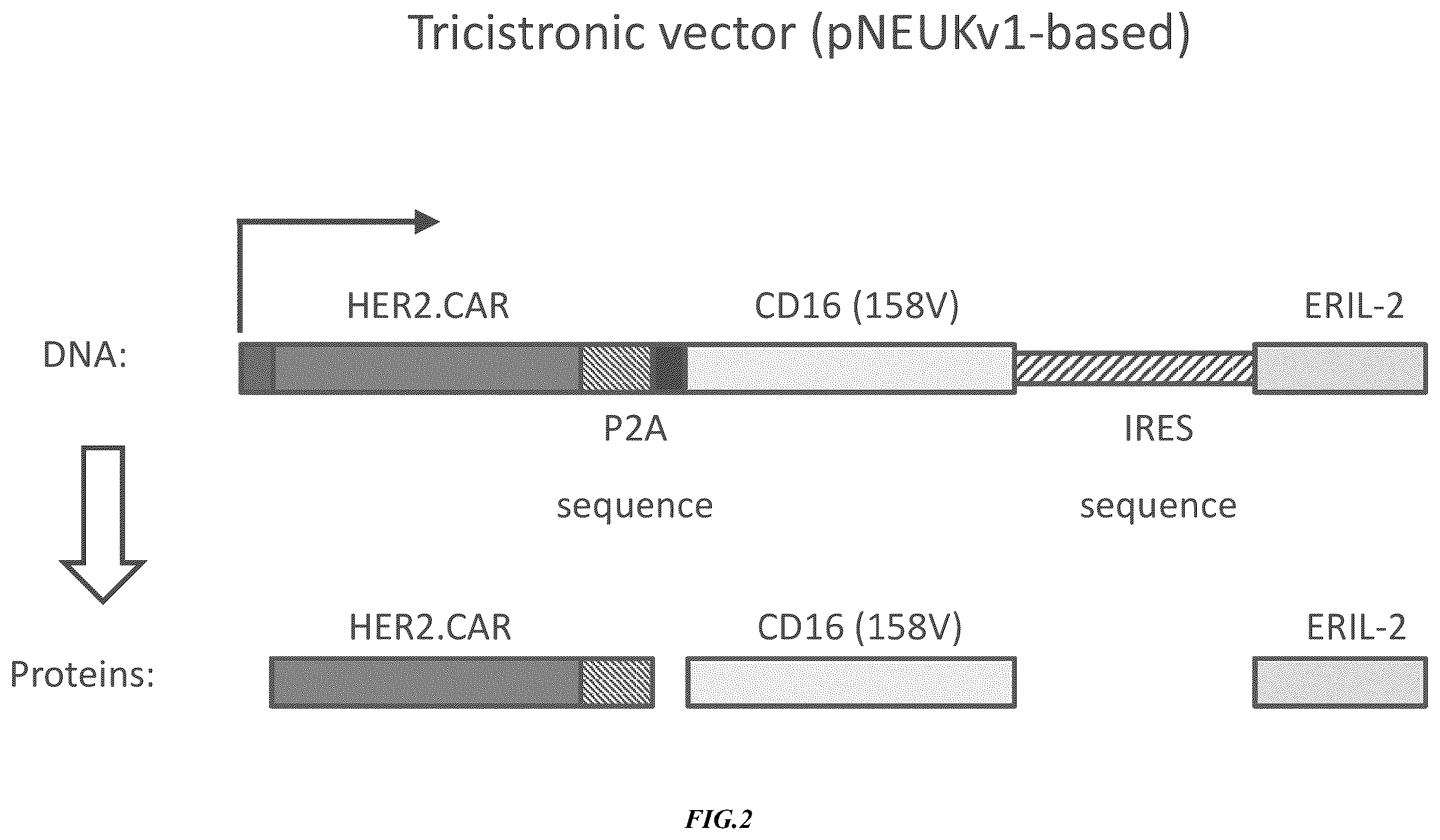 Patent US12365874 Figure 2 – Chimeric antigen receptor-modified NK-92 cells targeting EGFR super-family receptors