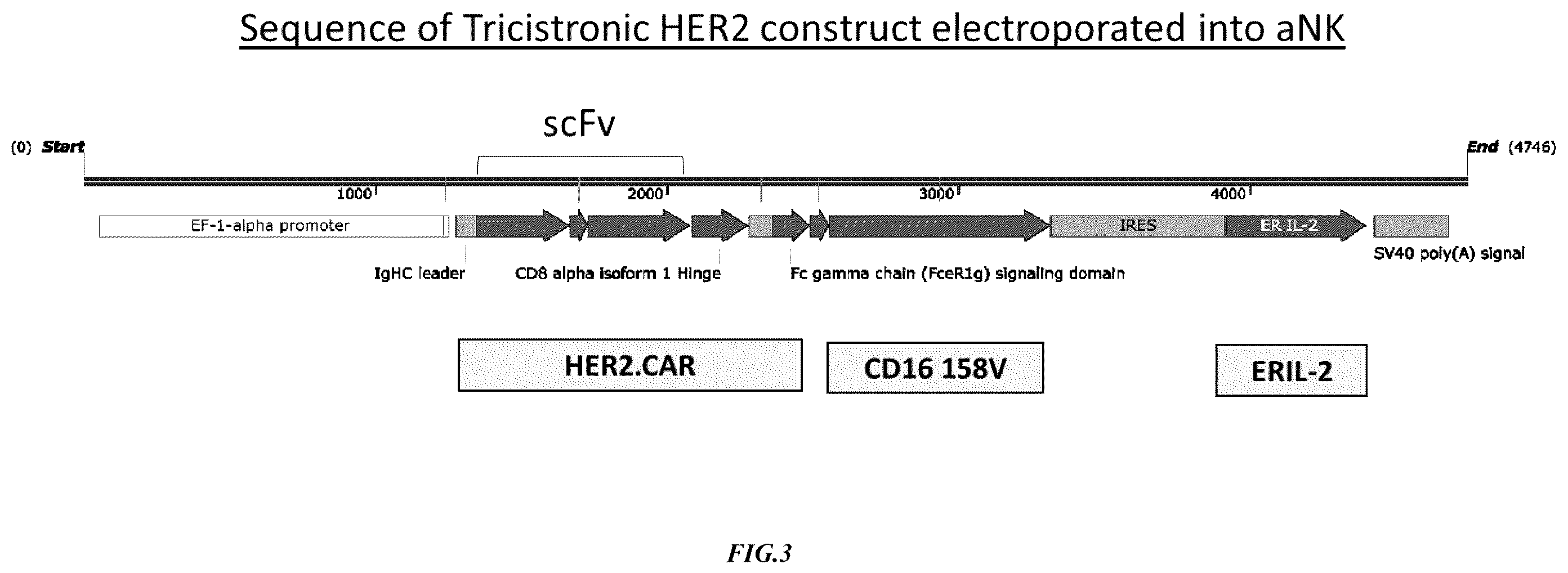 Patent US12365874 Figure 3 – Chimeric antigen receptor-modified NK-92 cells targeting EGFR super-family receptors