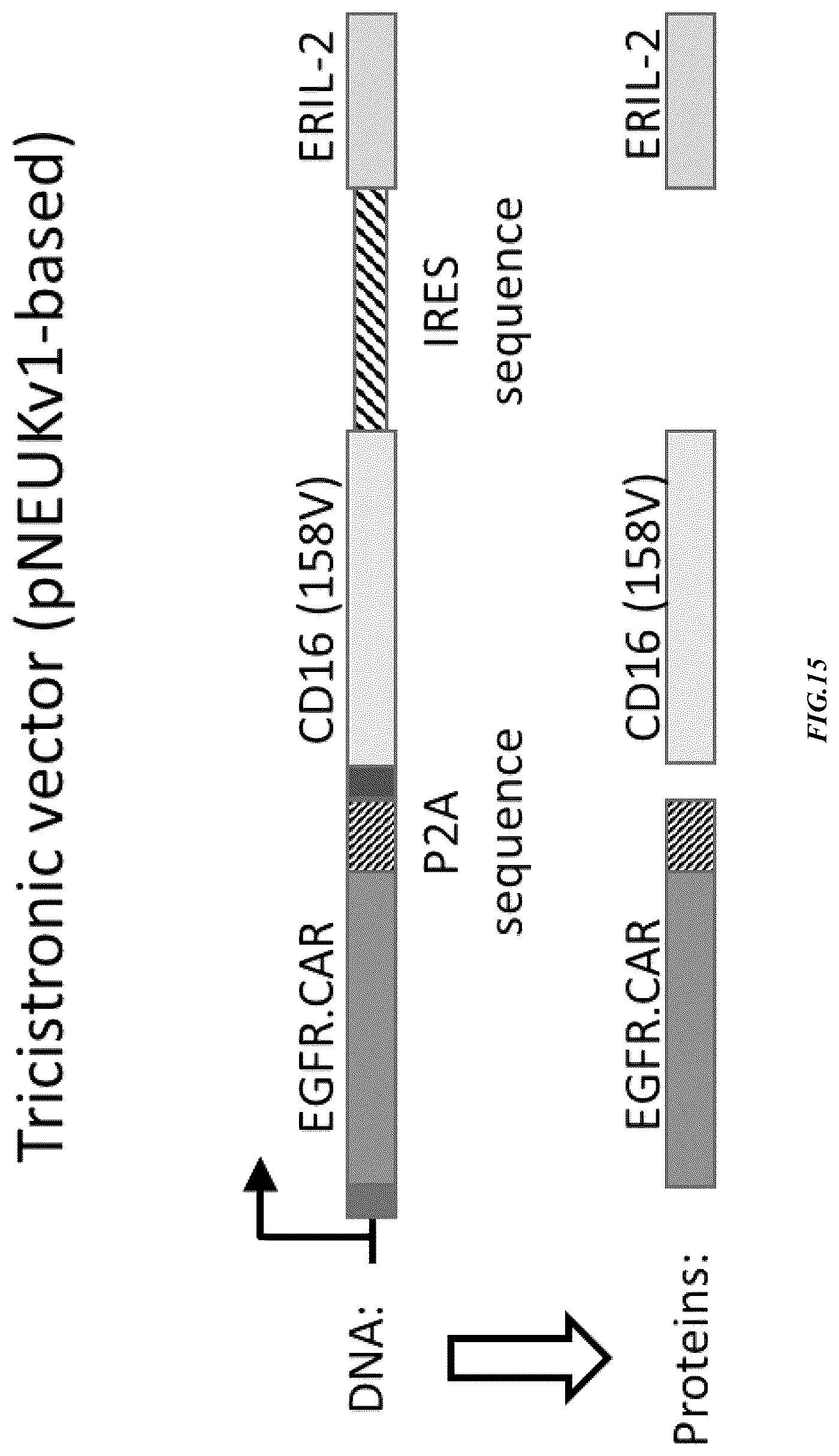 Patent US12365874 Figure 15 – Chimeric antigen receptor-modified NK-92 cells targeting EGFR super-family receptors
