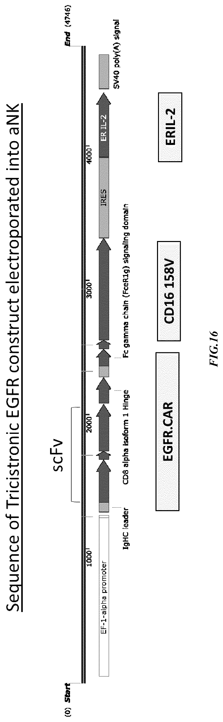 Patent US12365874 Figure 16 – Chimeric antigen receptor-modified NK-92 cells targeting EGFR super-family receptors