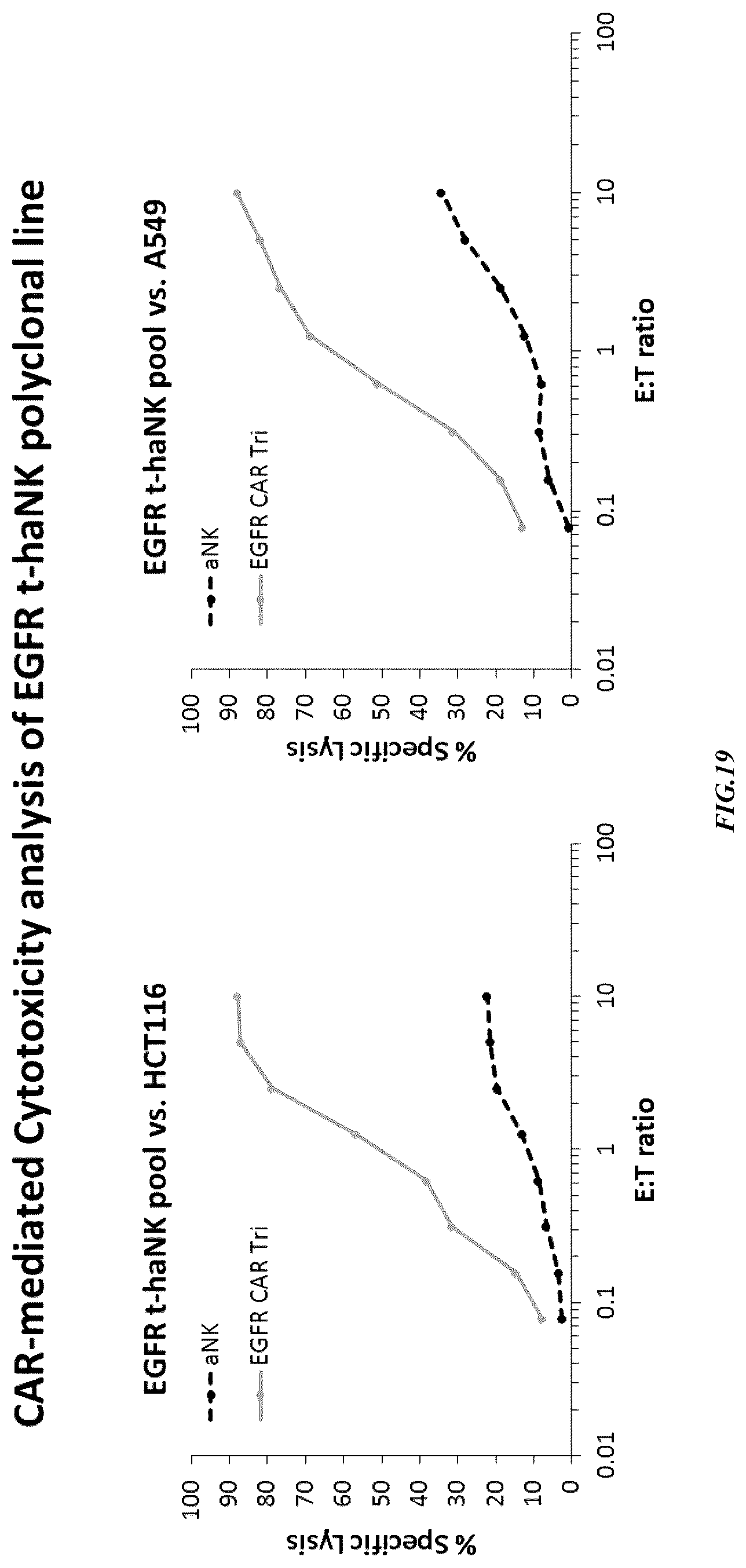 Patent US12365874 Figure 19 – Chimeric antigen receptor-modified NK-92 cells targeting EGFR super-family receptors