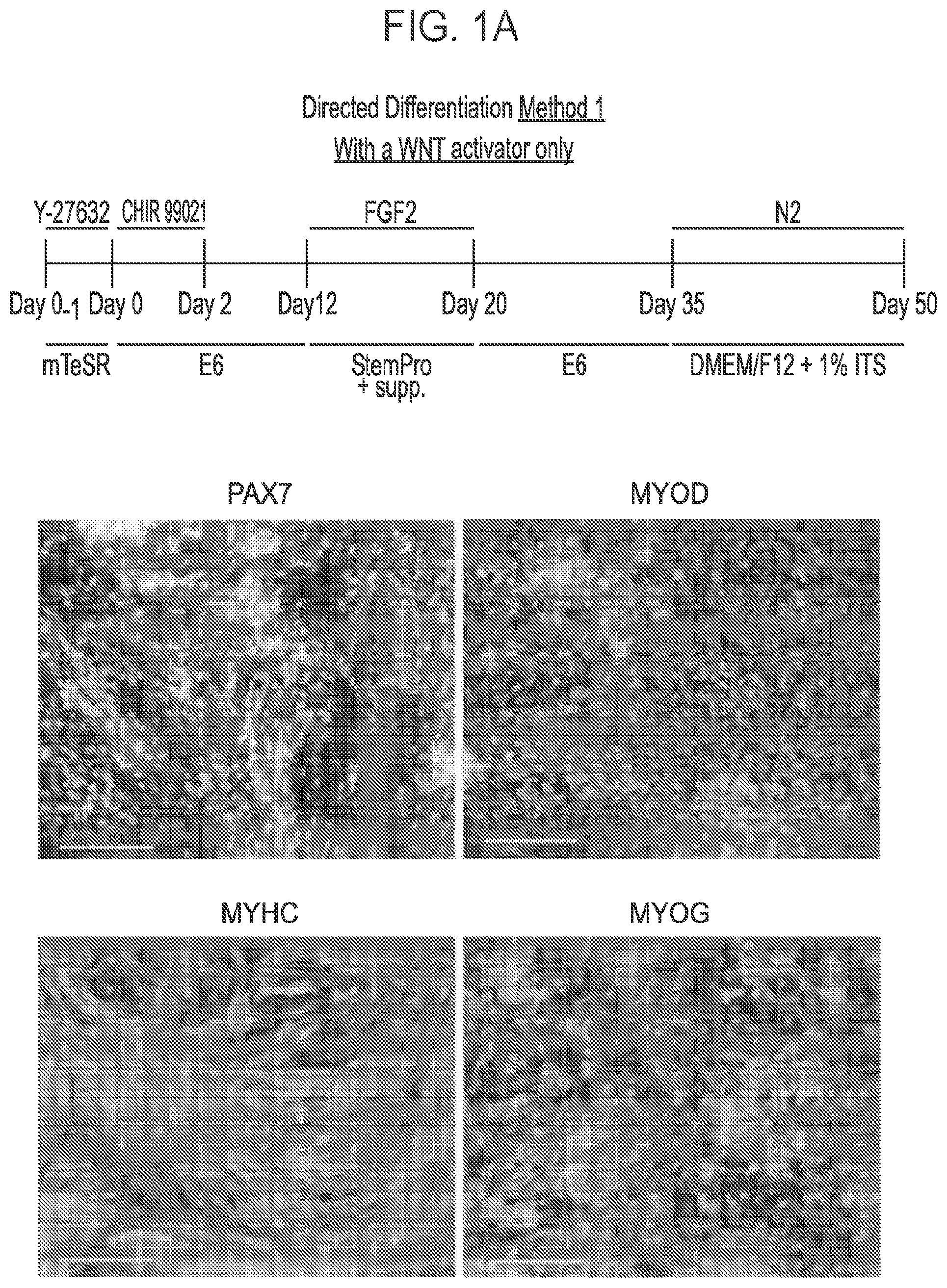 Patent US12365875 Figure 1 – Methods for generating skeletal muscle progenitor cells