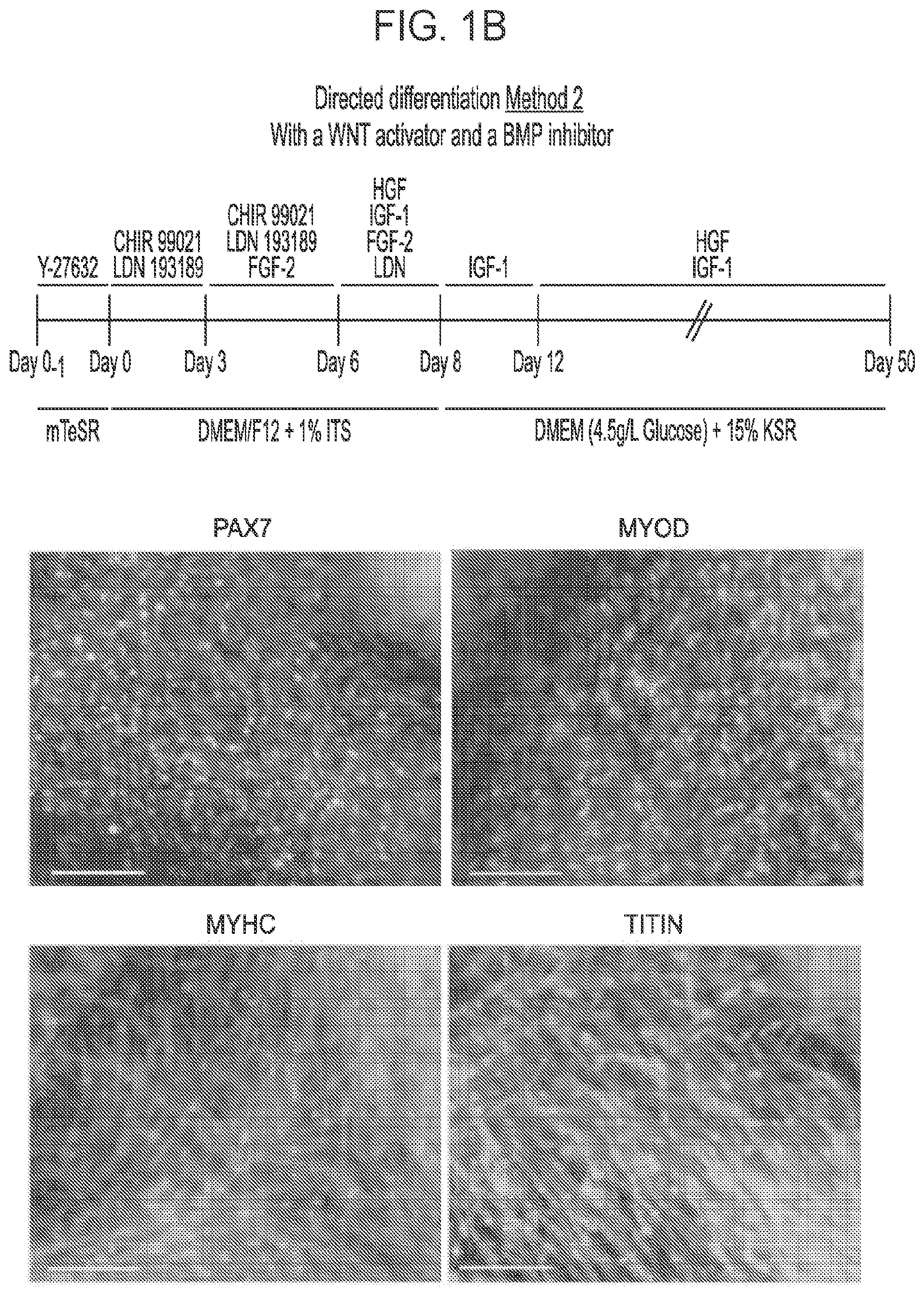 Patent US12365875 Figure 3 – Methods for generating skeletal muscle progenitor cells