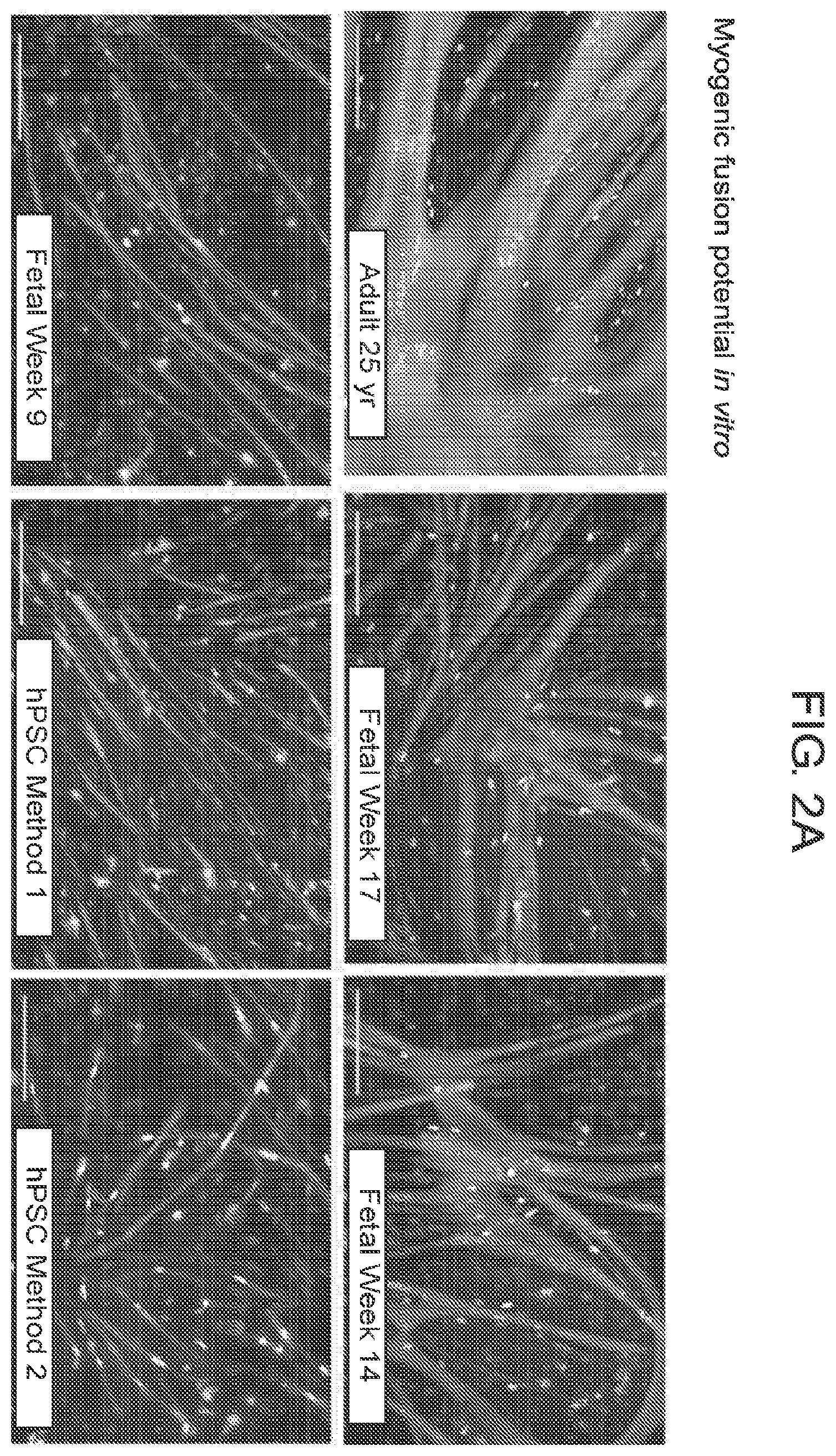 Patent US12365875 Figure 5 – Methods for generating skeletal muscle progenitor cells