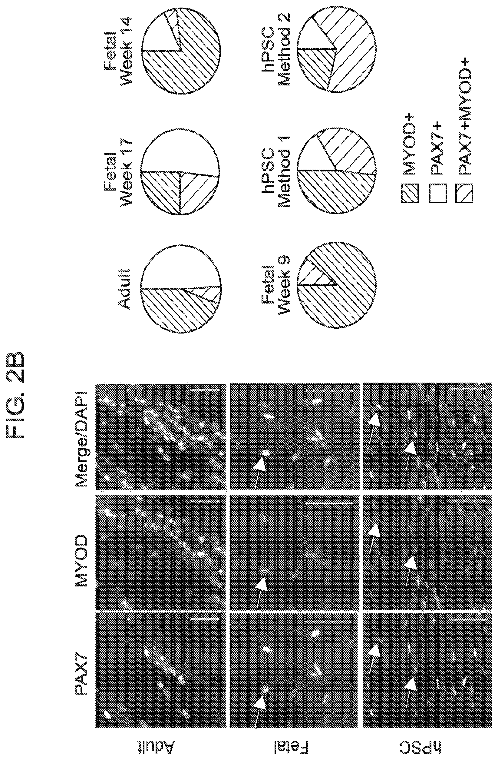 Patent US12365875 Figure 7 – Methods for generating skeletal muscle progenitor cells