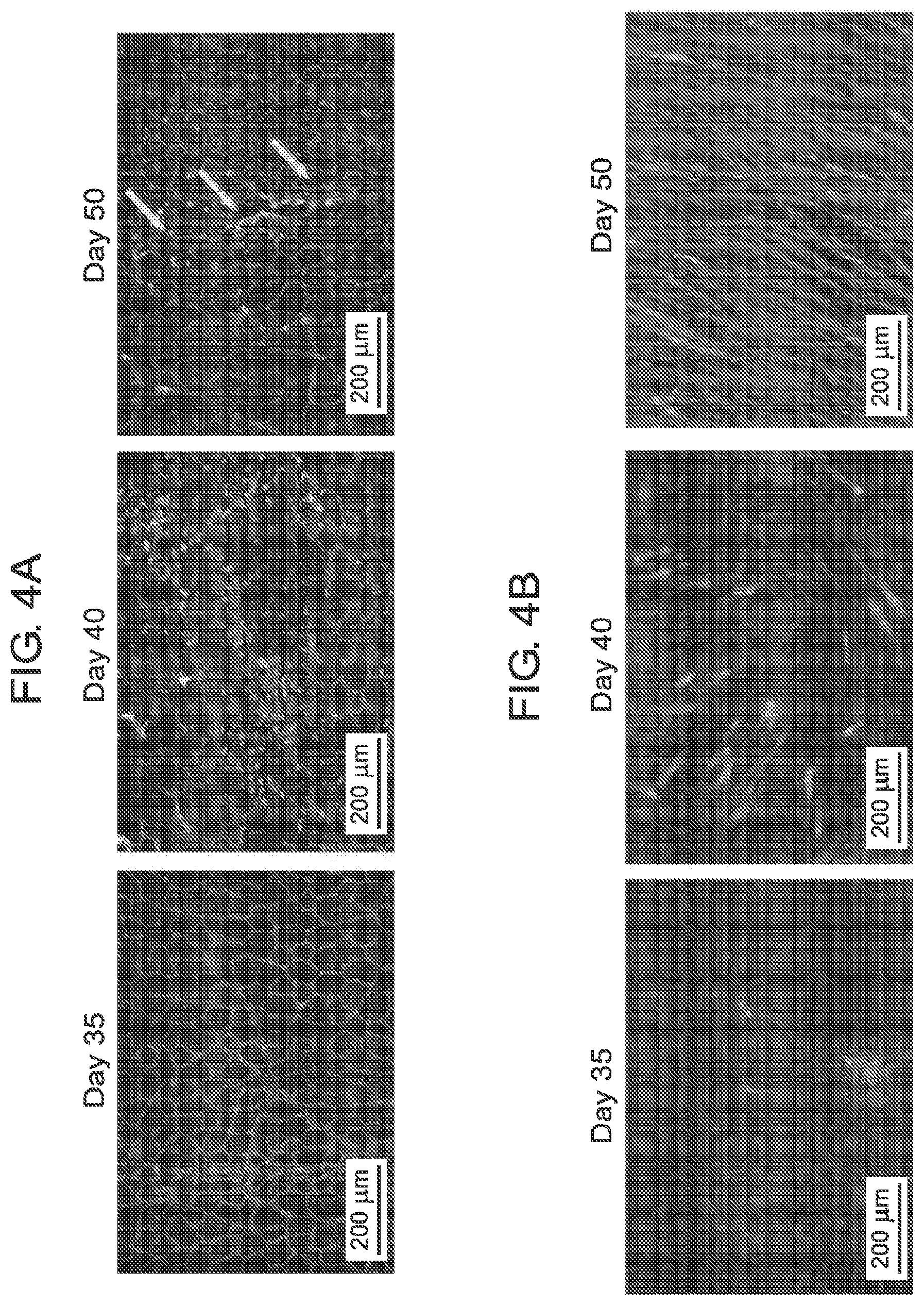 Patent US12365875 Figure 10 – Methods for generating skeletal muscle progenitor cells