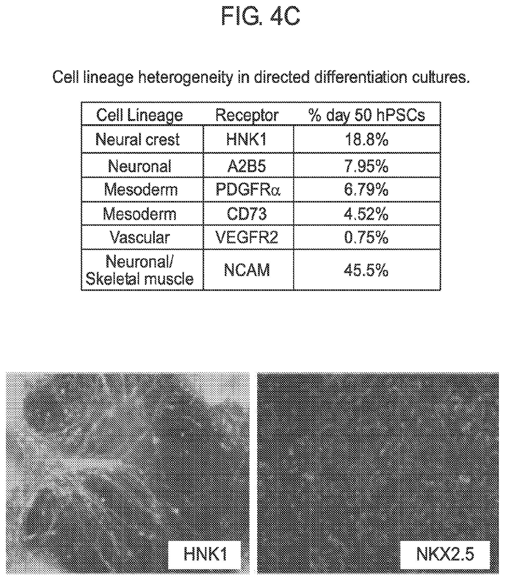 Patent US12365875 Figure 11 – Methods for generating skeletal muscle progenitor cells