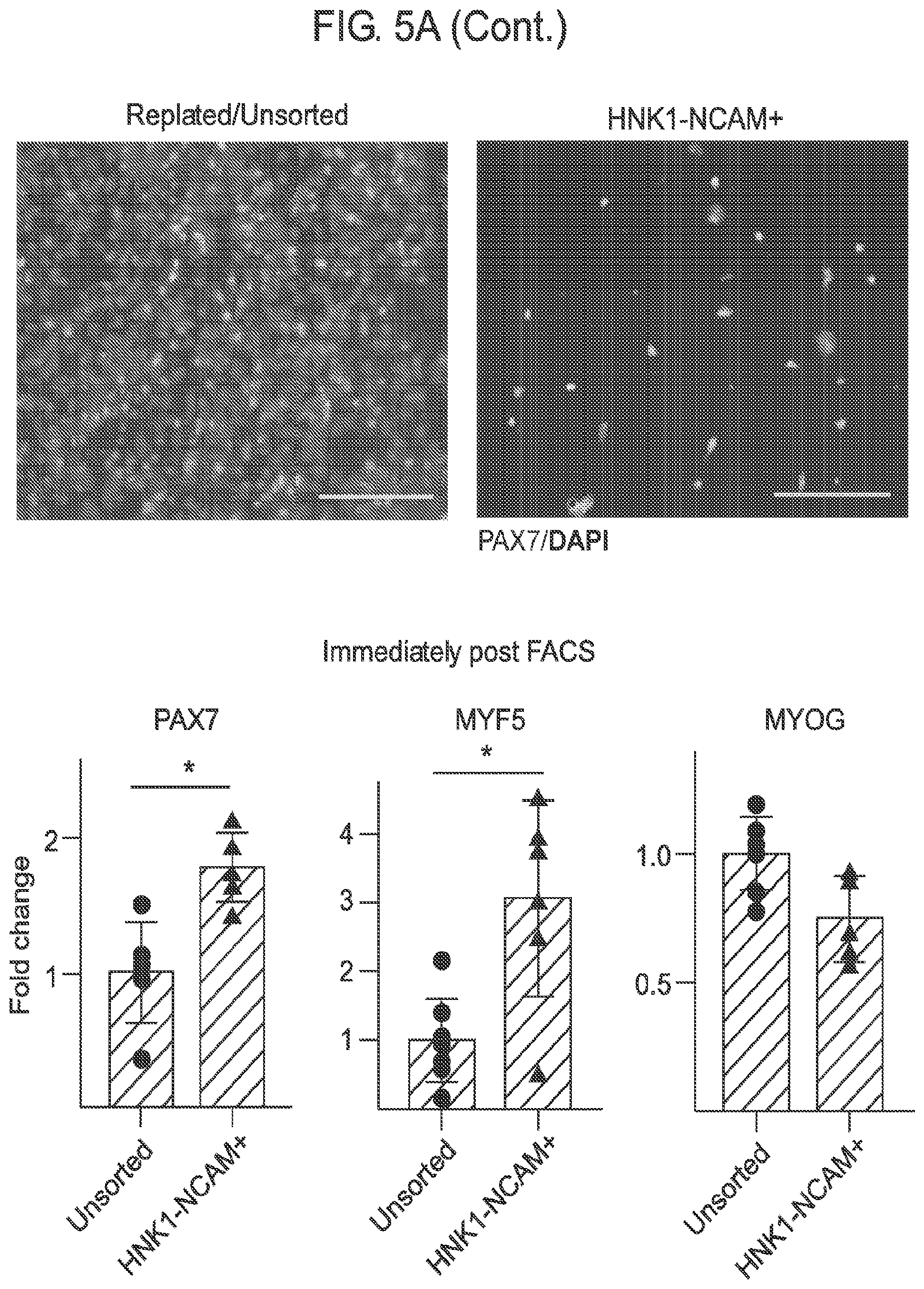 Patent US12365875 Figure 14 – Methods for generating skeletal muscle progenitor cells