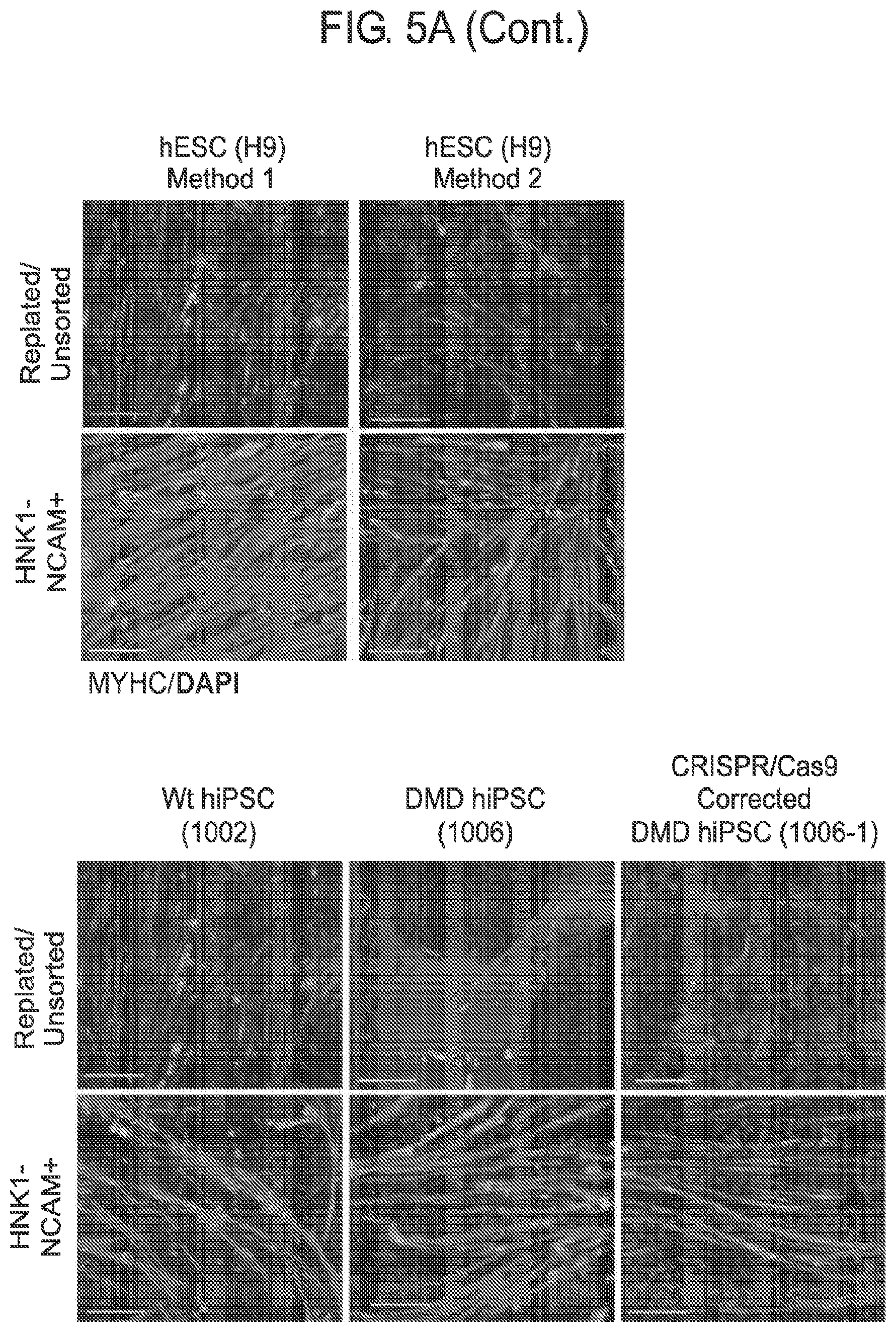 Patent US12365875 Figure 15 – Methods for generating skeletal muscle progenitor cells