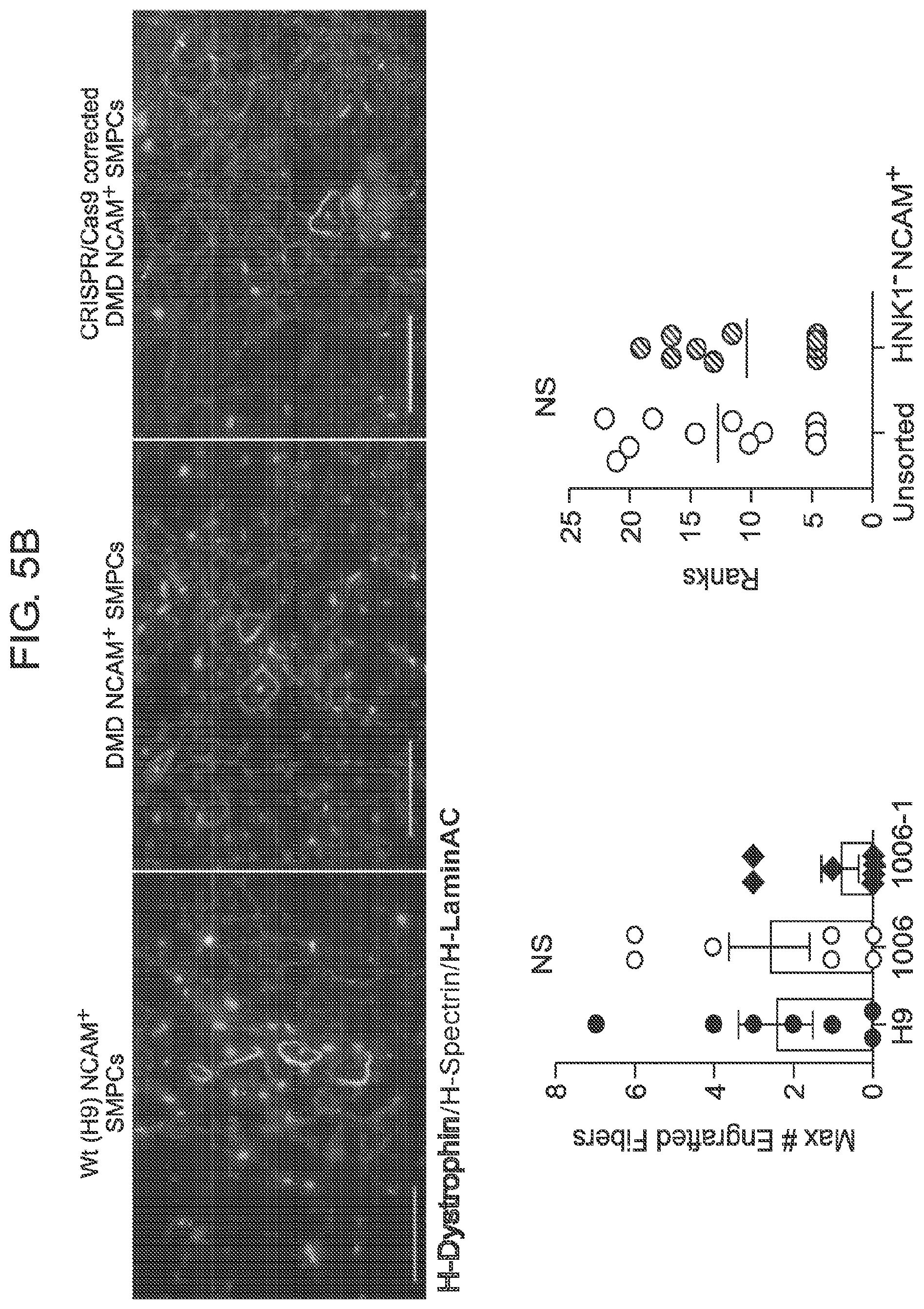 Patent US12365875 Figure 18 – Methods for generating skeletal muscle progenitor cells