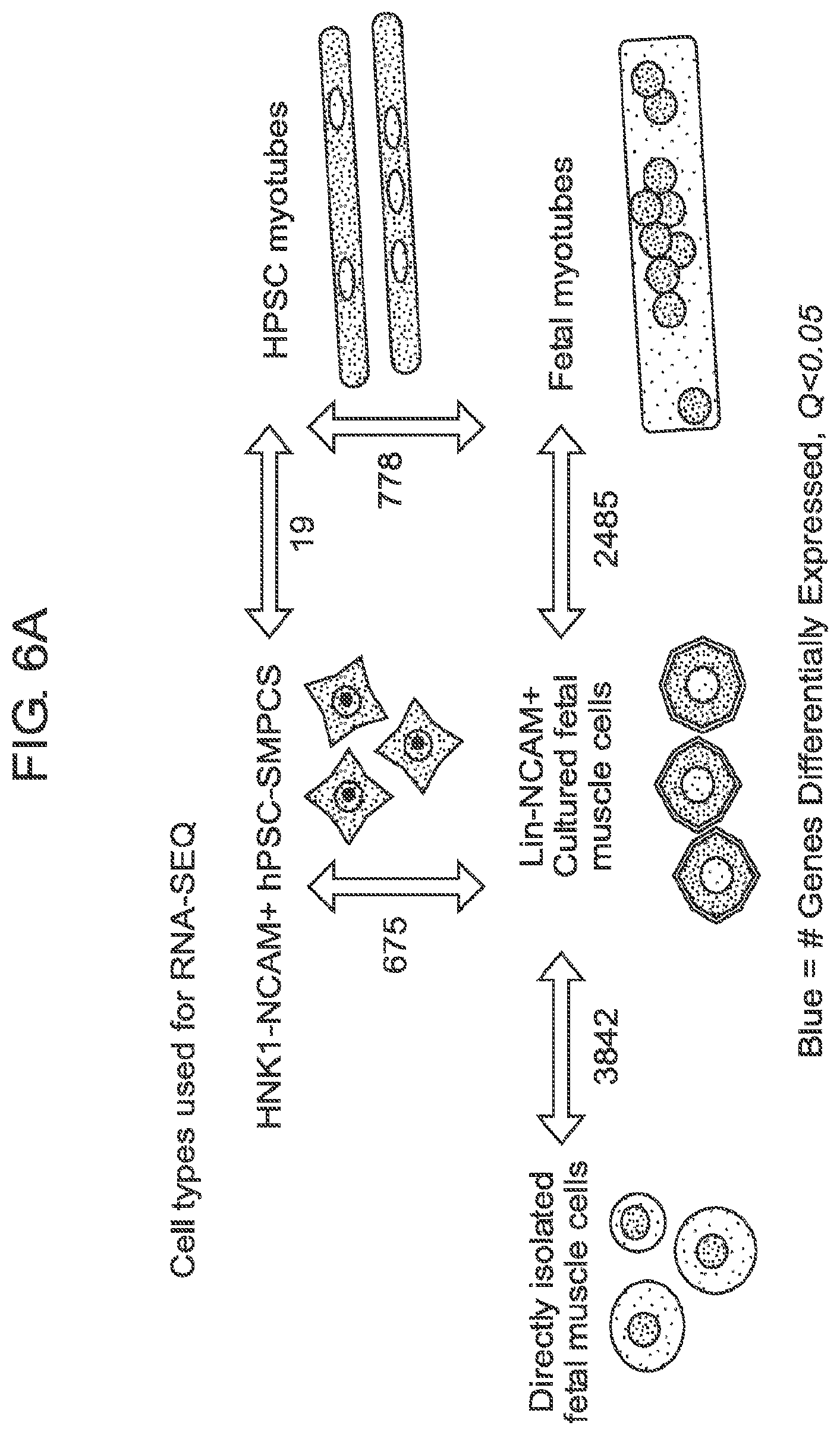 Patent US12365875 Figure 19 – Methods for generating skeletal muscle progenitor cells