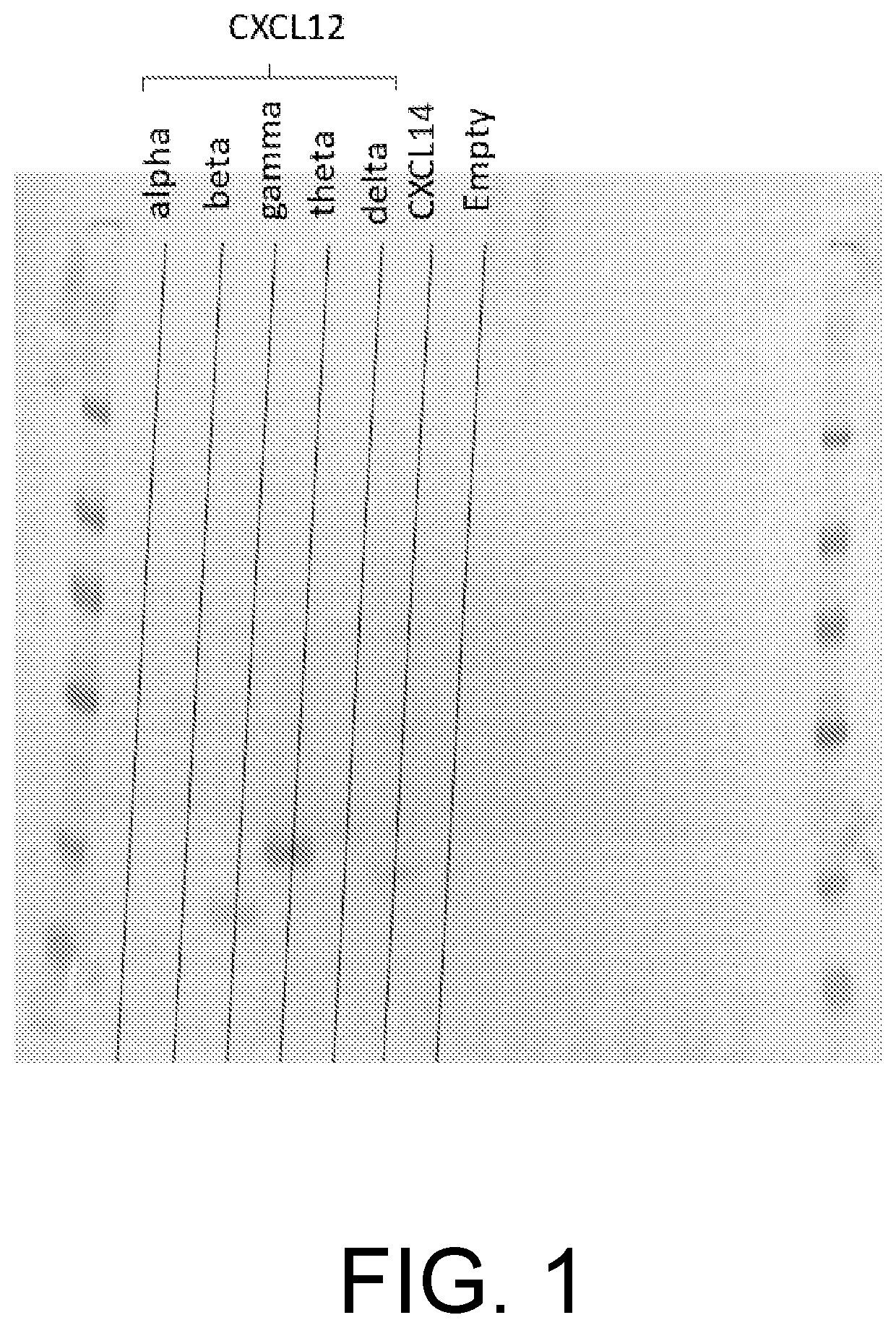 Patent US12365876 Figure 1 – Genetically modified stem cells