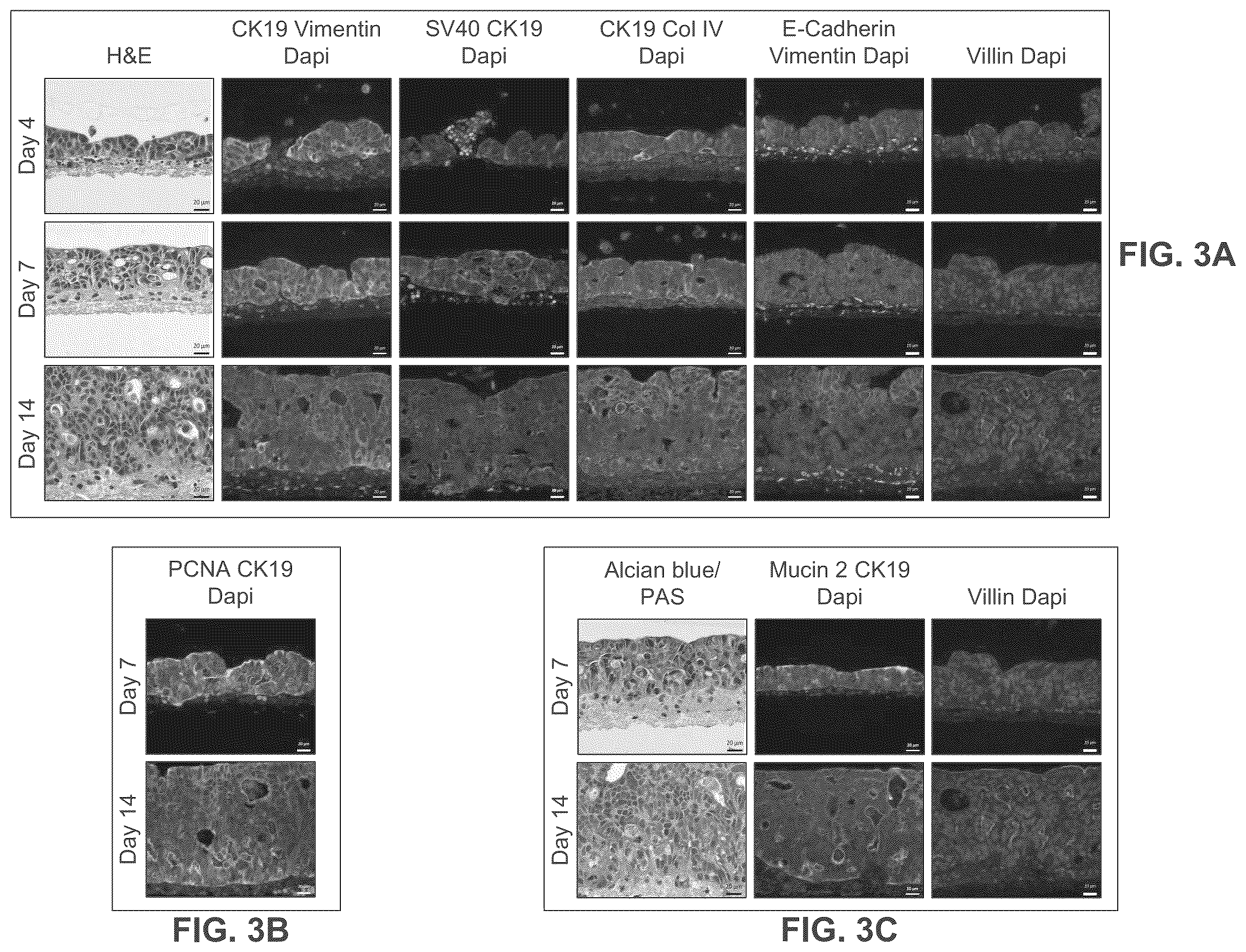 Patent US12365877 Figure 3 – Engineered intestinal tissue and uses thereof
