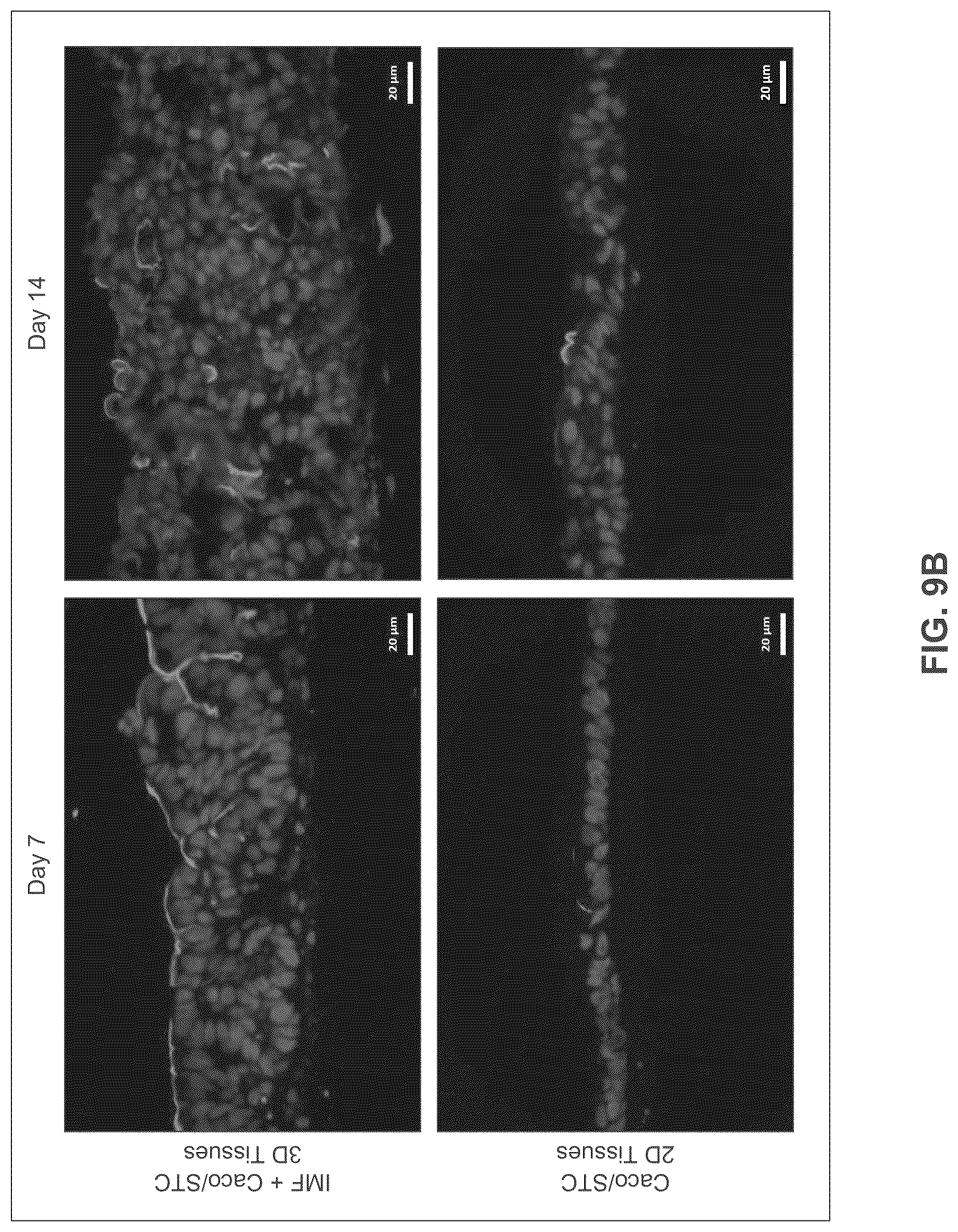 Patent US12365877 Figure 10 – Engineered intestinal tissue and uses thereof