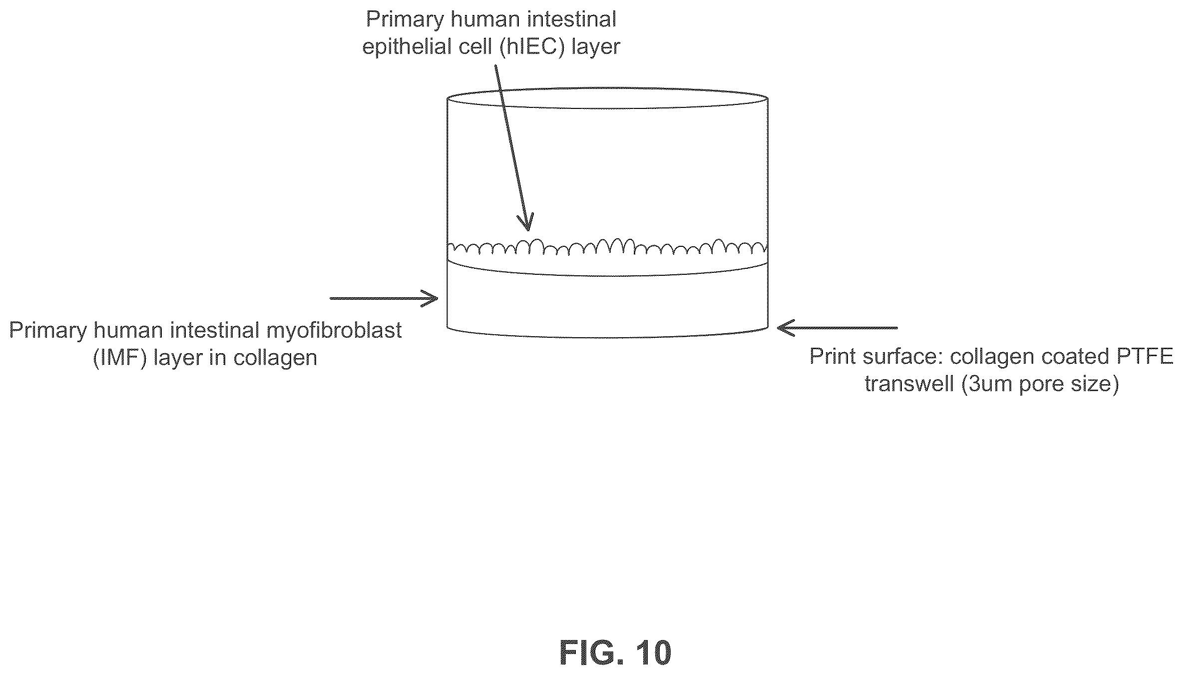 Patent US12365877 Figure 11 – Engineered intestinal tissue and uses thereof