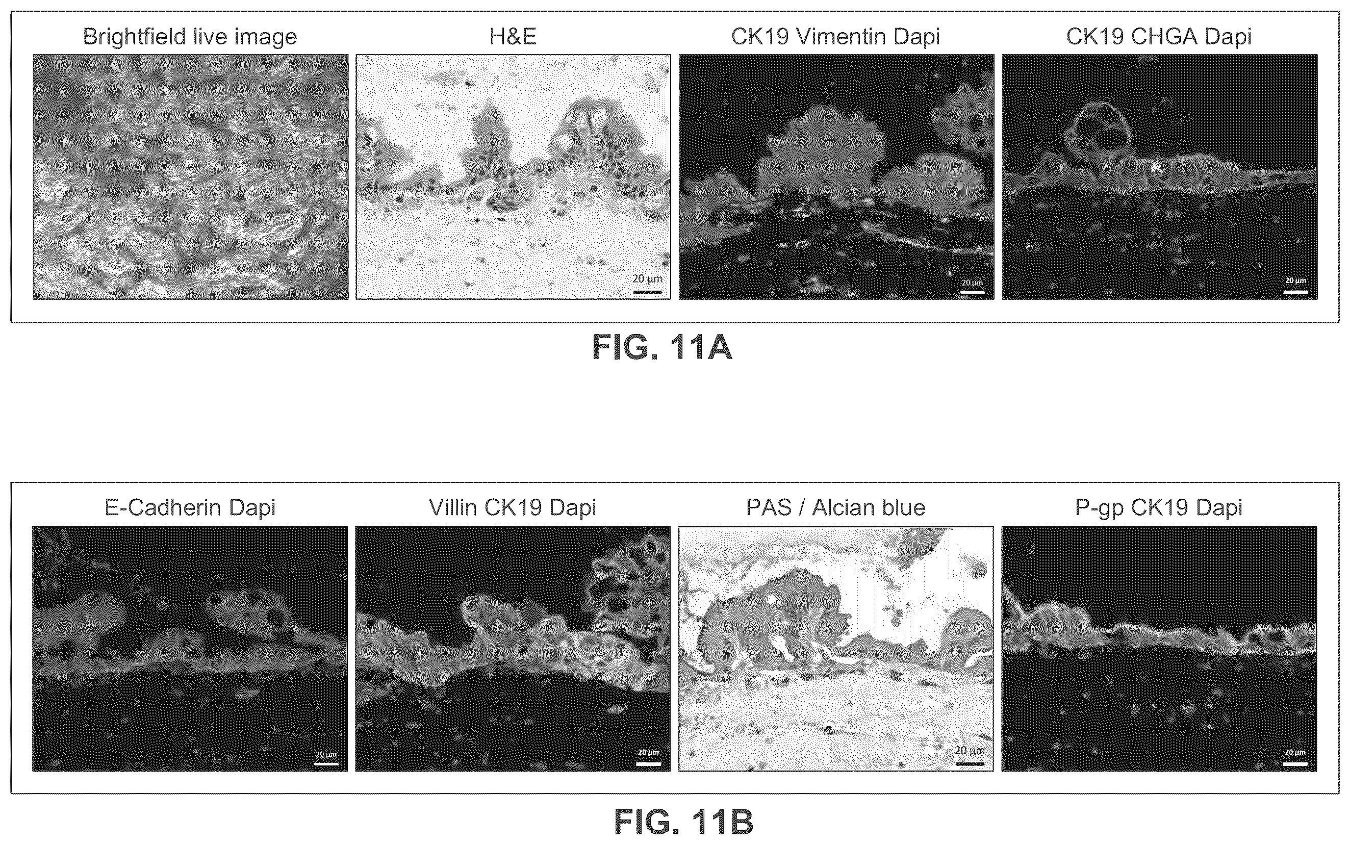 Patent US12365877 Figure 12 – Engineered intestinal tissue and uses thereof