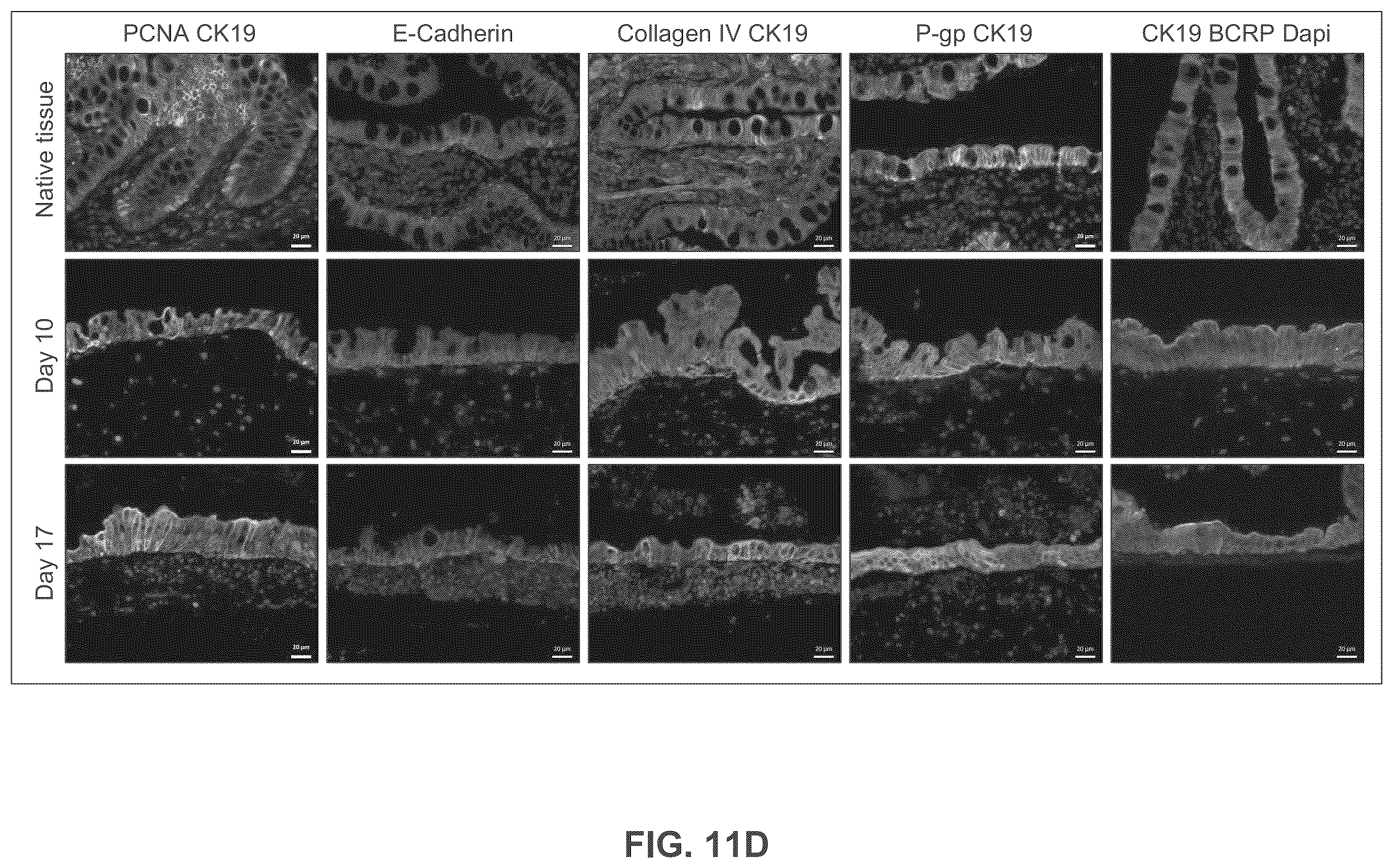 Patent US12365877 Figure 14 – Engineered intestinal tissue and uses thereof