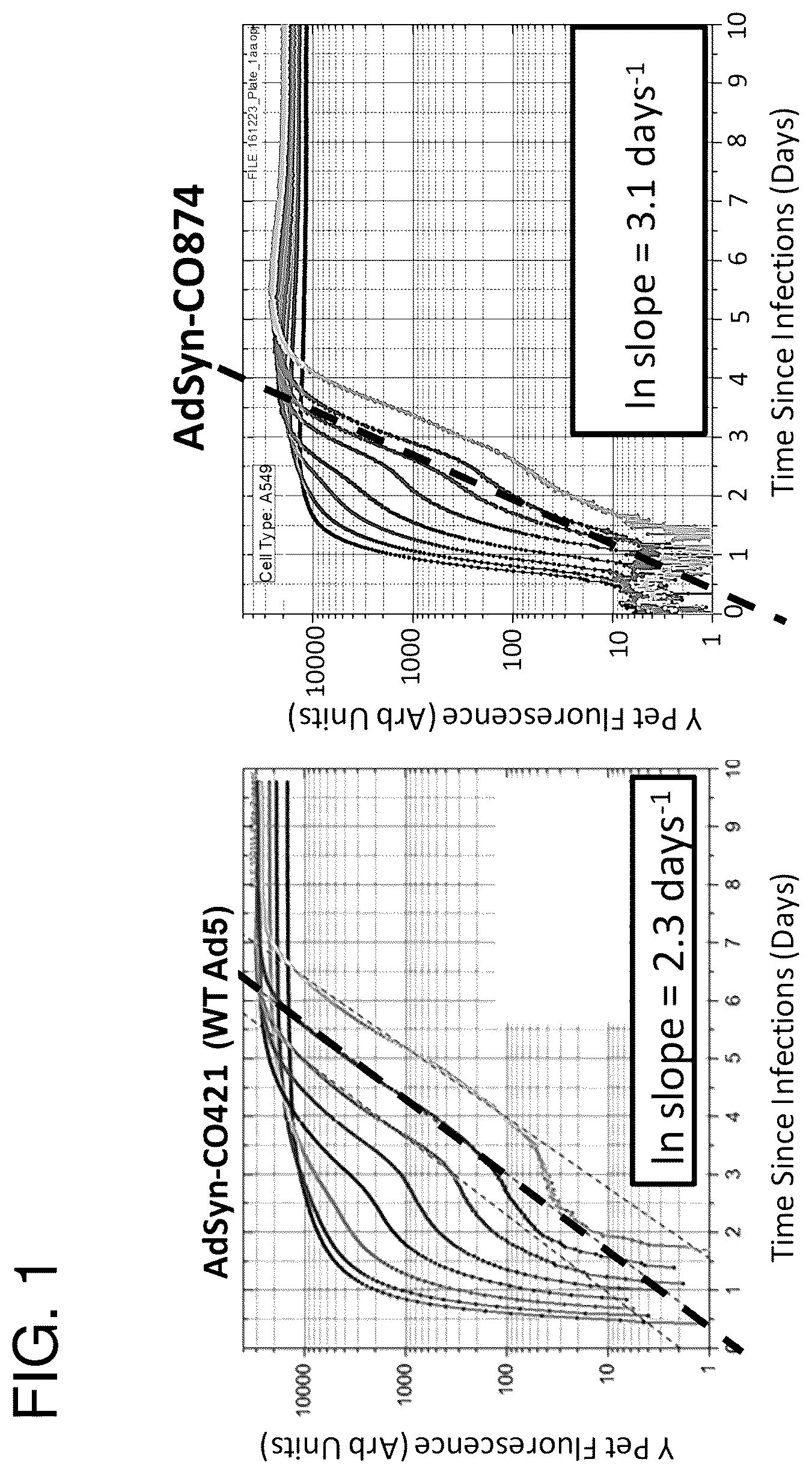 Patent US12365878 Figure 1 – Oncolytic adenovirus with enhanced replication properties comprising modifications in E1A, E3, and E4
