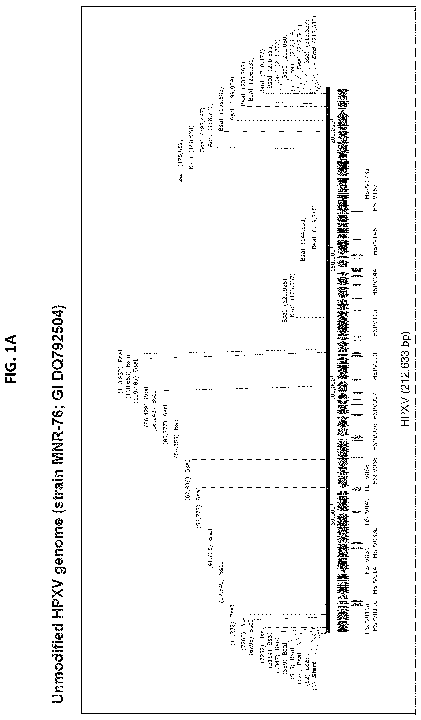 Patent US12365879 Figure 1 – Synthetic chimeric poxviruses