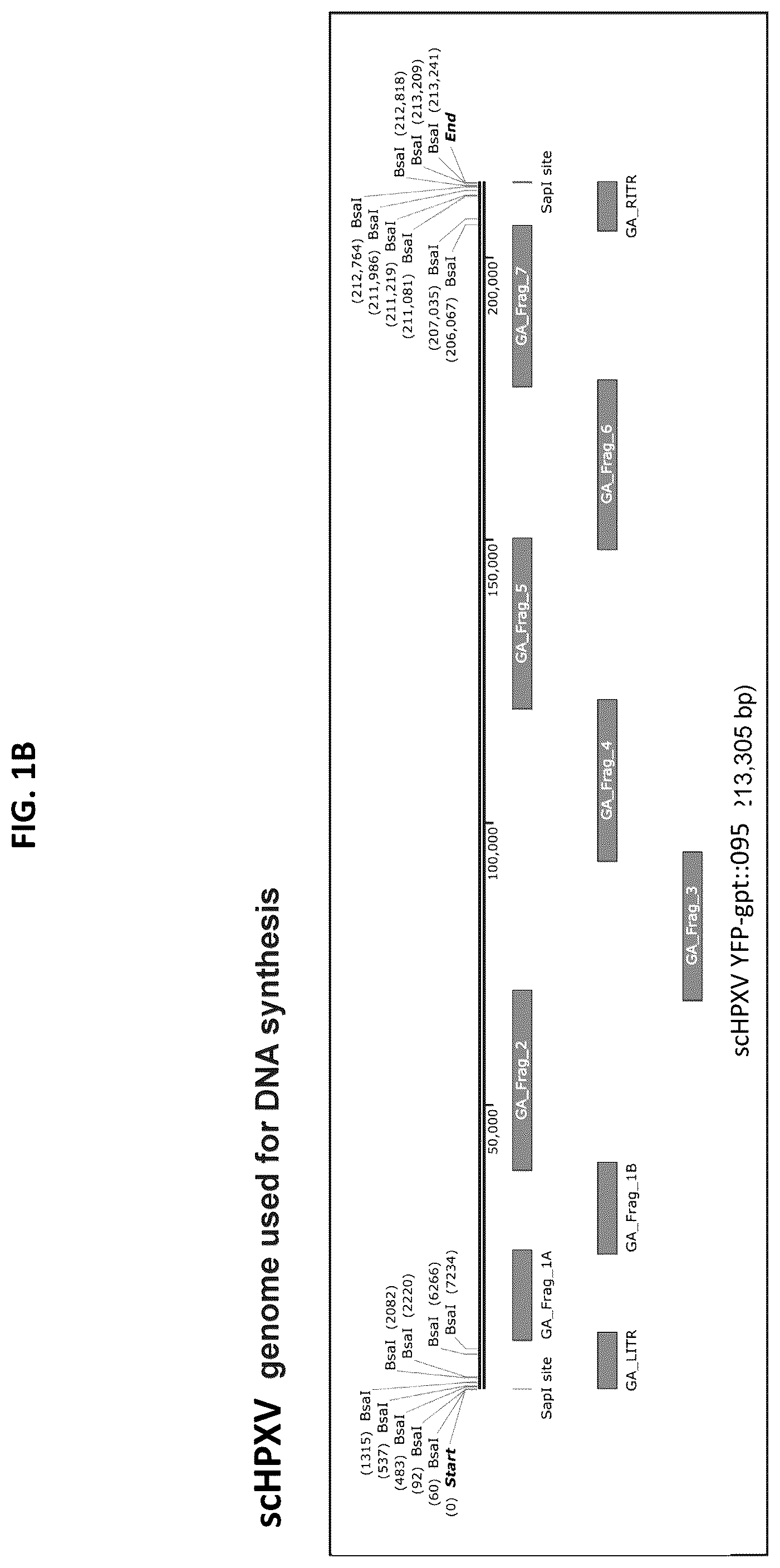 Patent US12365879 Figure 2 – Synthetic chimeric poxviruses