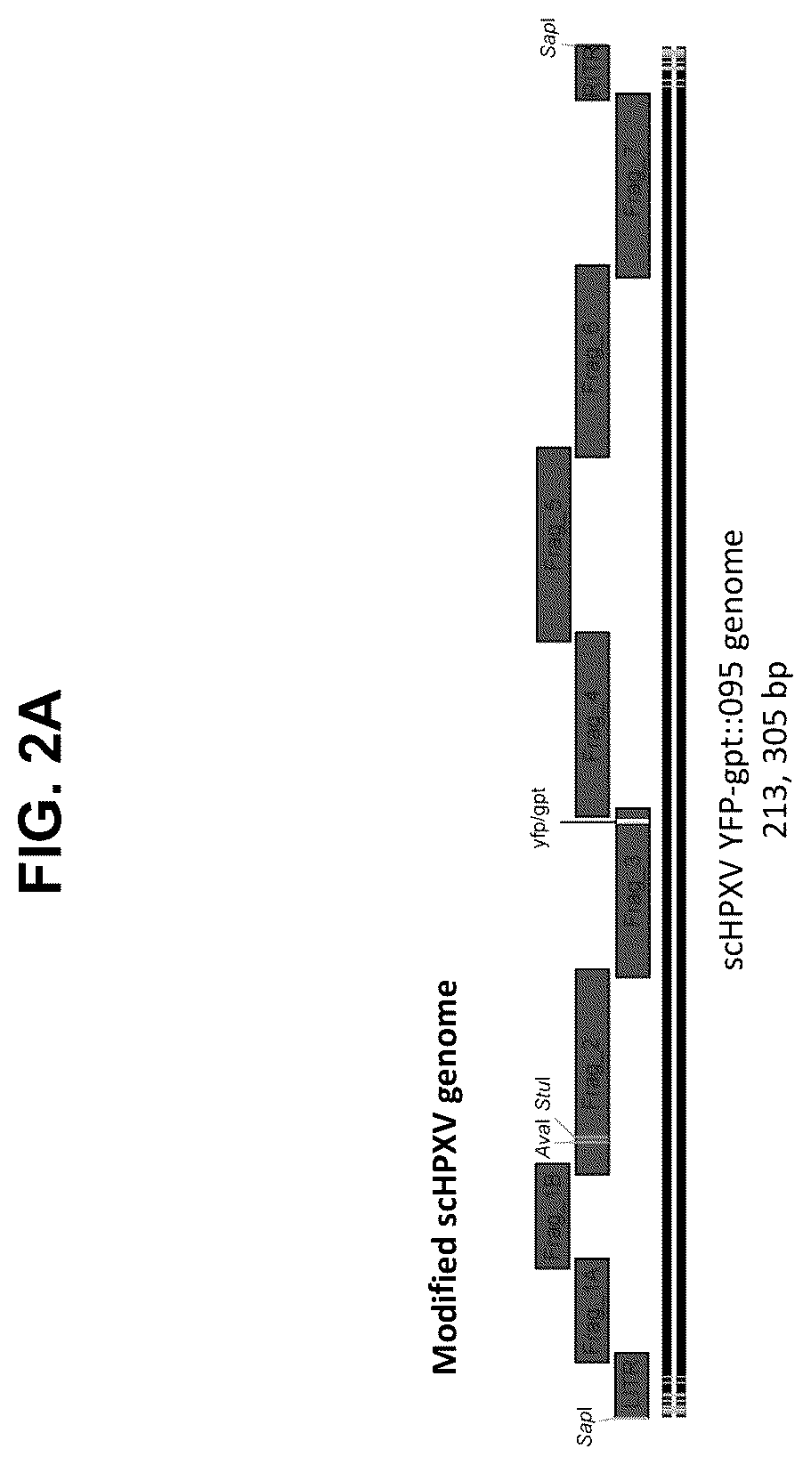 Patent US12365879 Figure 3 – Synthetic chimeric poxviruses