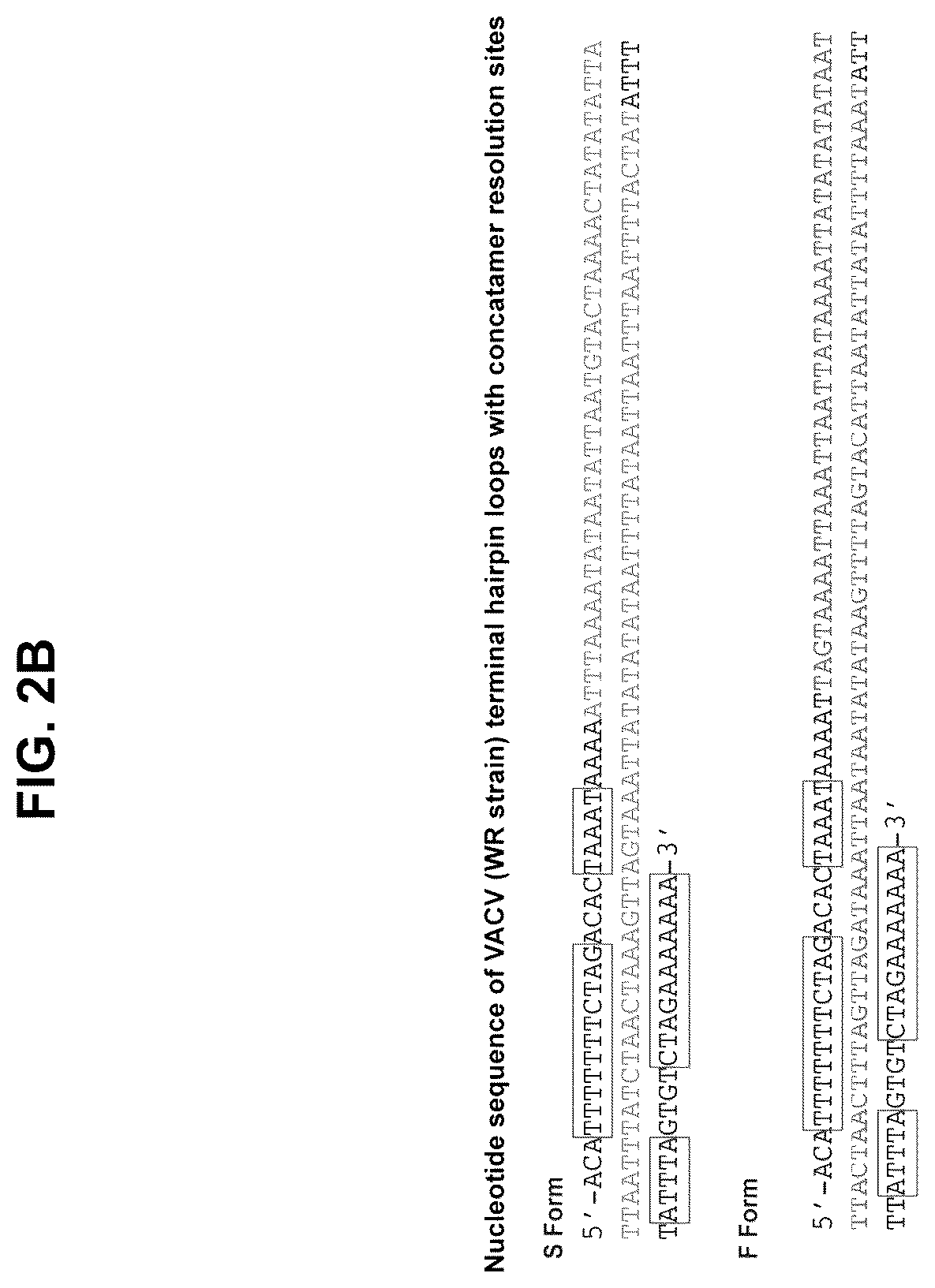 Patent US12365879 Figure 4 – Synthetic chimeric poxviruses