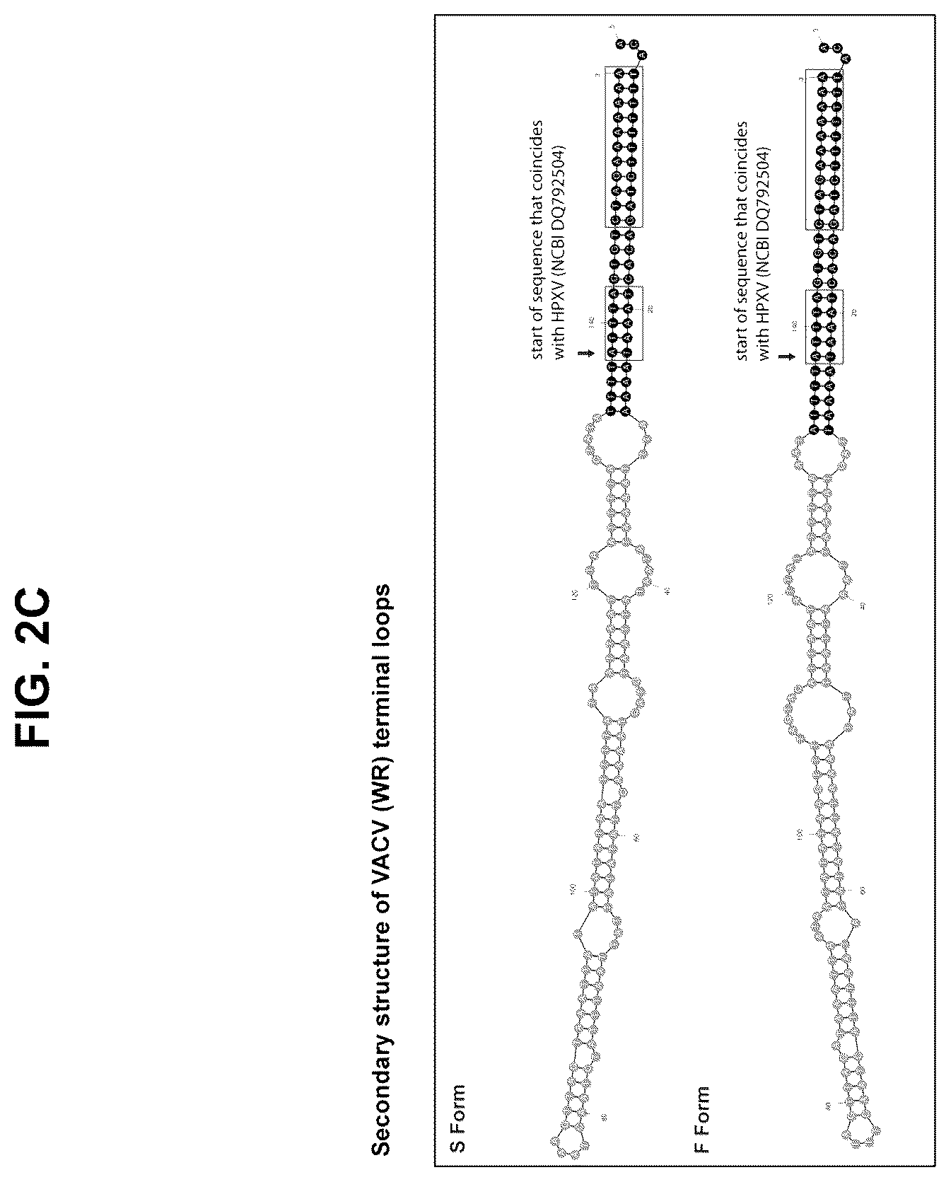 Patent US12365879 Figure 5 – Synthetic chimeric poxviruses