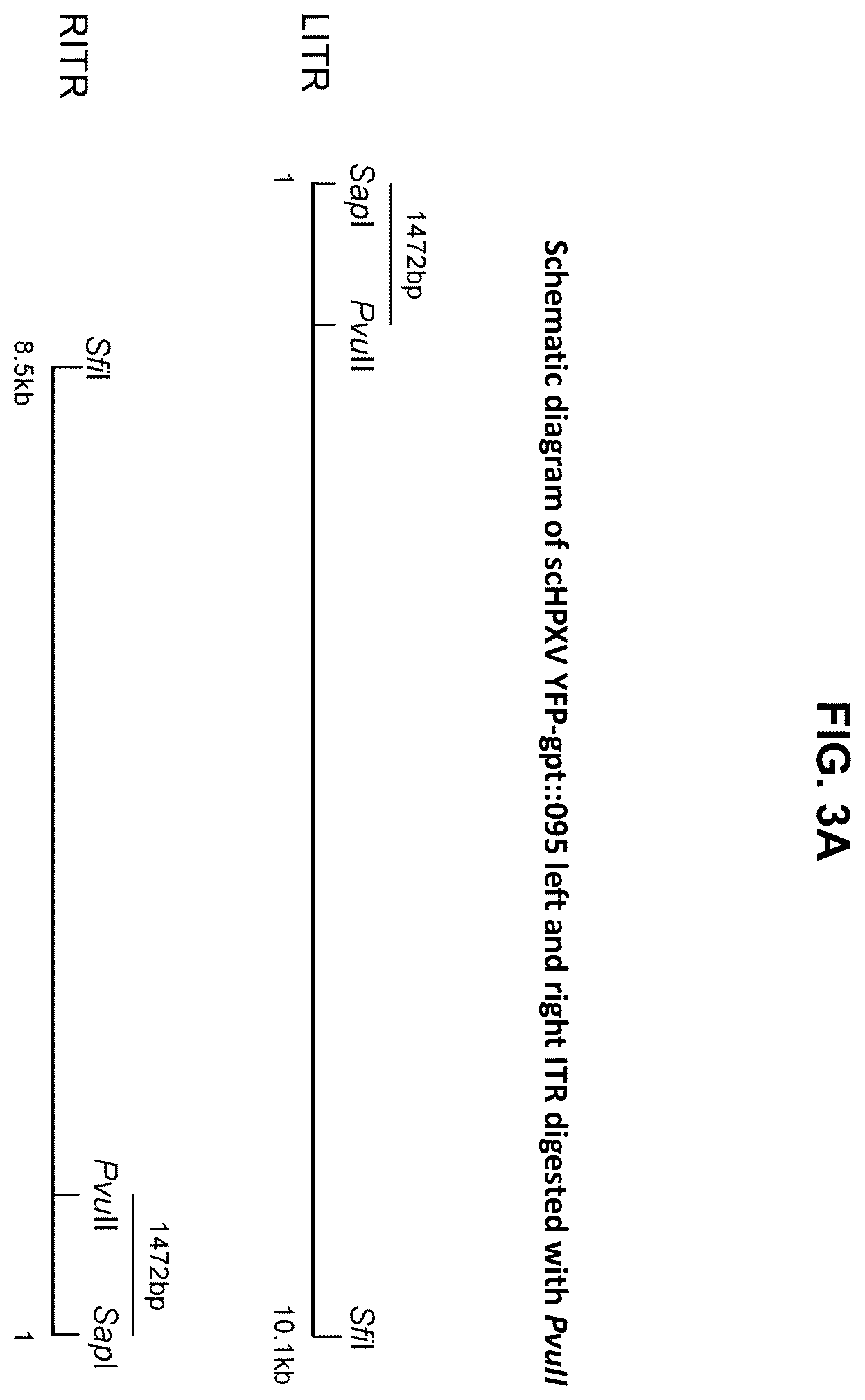 Patent US12365879 Figure 6 – Synthetic chimeric poxviruses