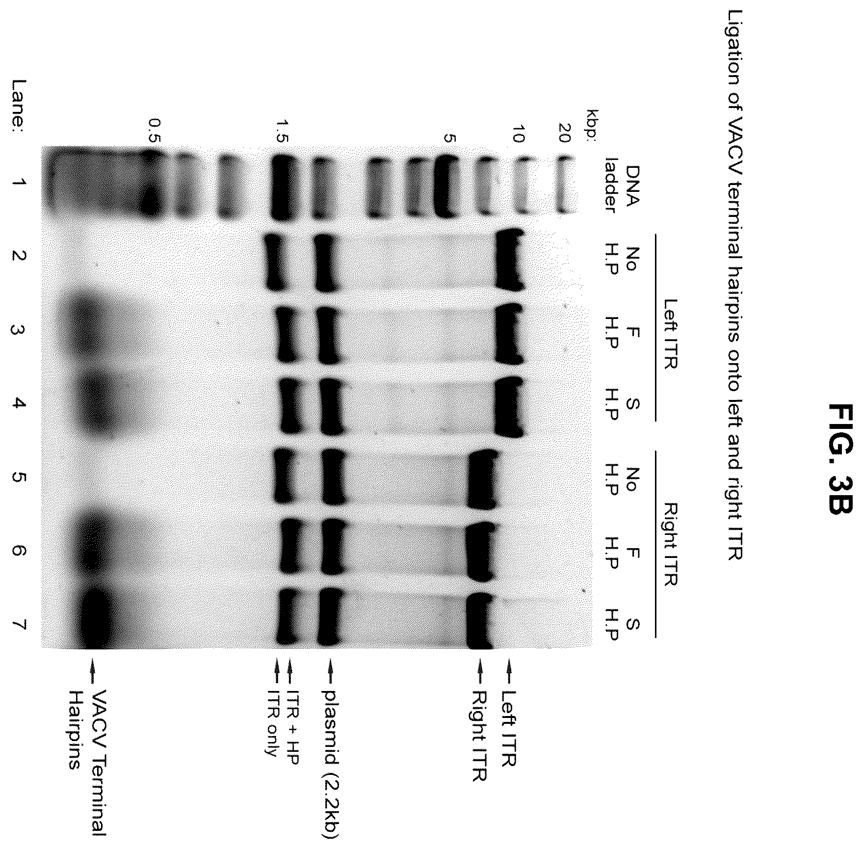 Patent US12365879 Figure 7 – Synthetic chimeric poxviruses