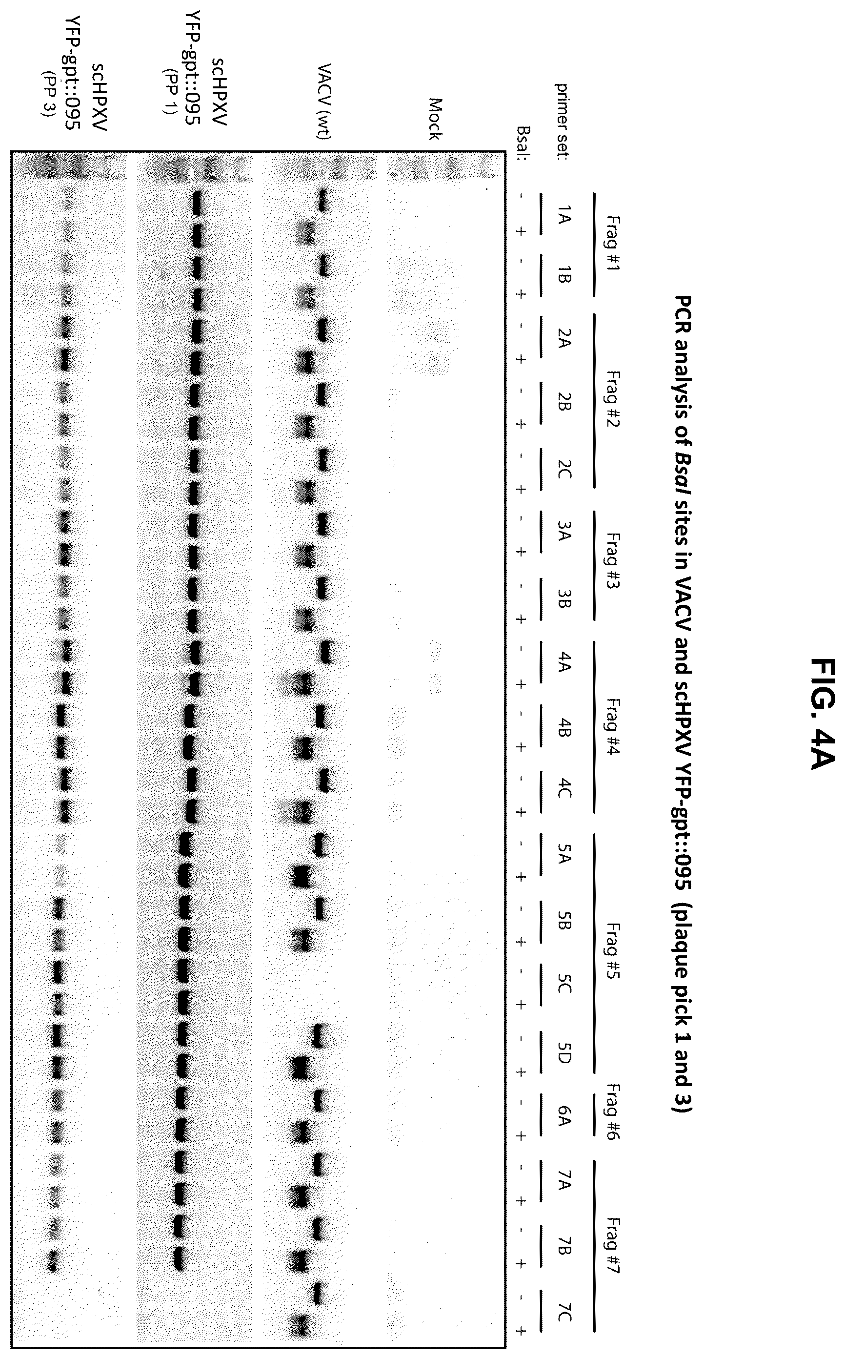Patent US12365879 Figure 8 – Synthetic chimeric poxviruses