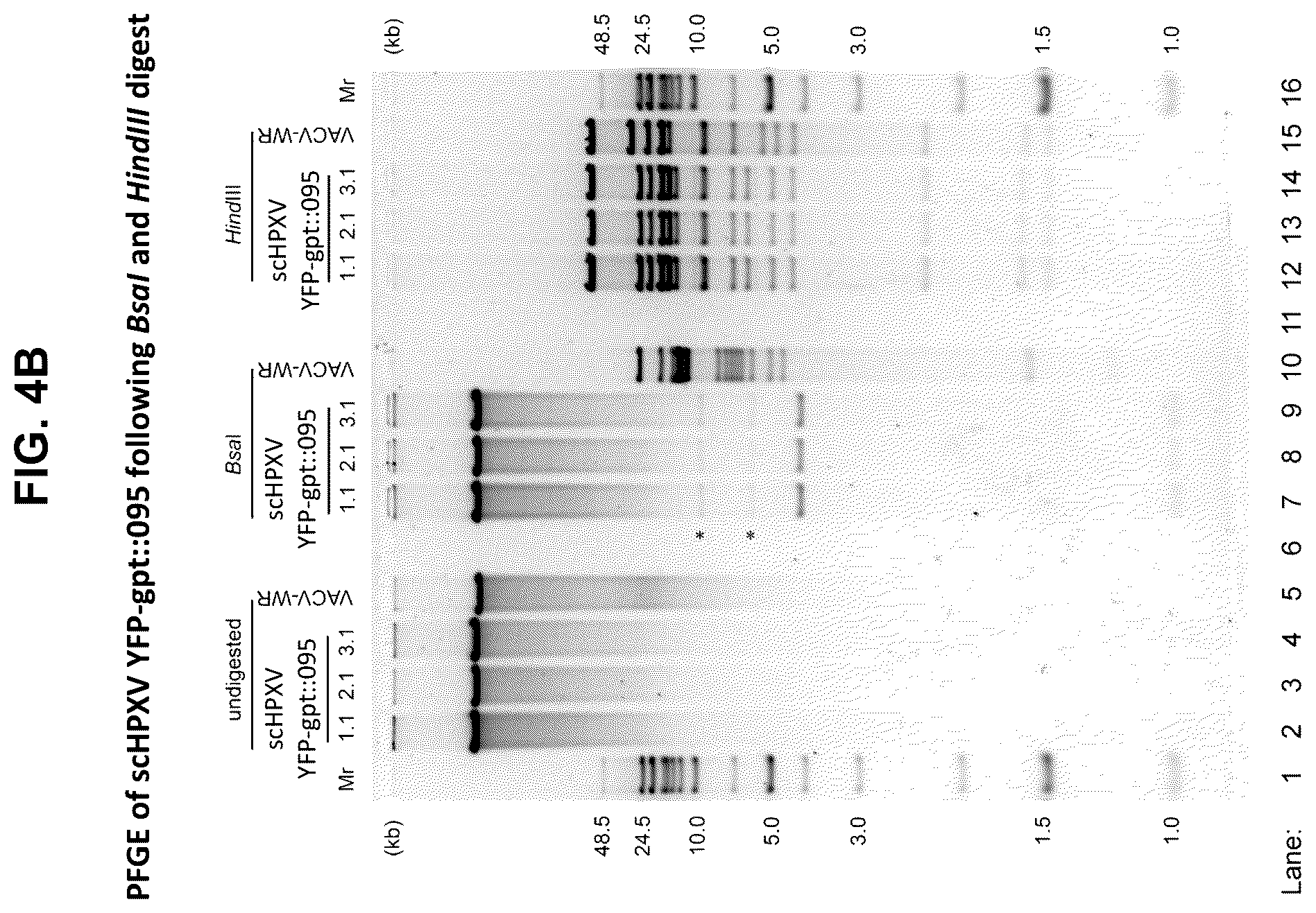 Patent US12365879 Figure 9 – Synthetic chimeric poxviruses