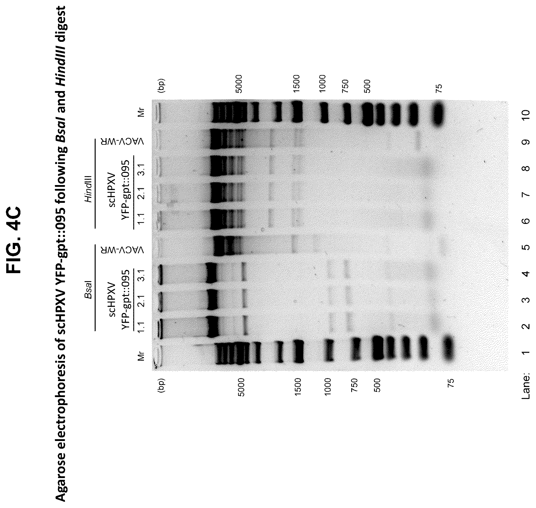Patent US12365879 Figure 10 – Synthetic chimeric poxviruses