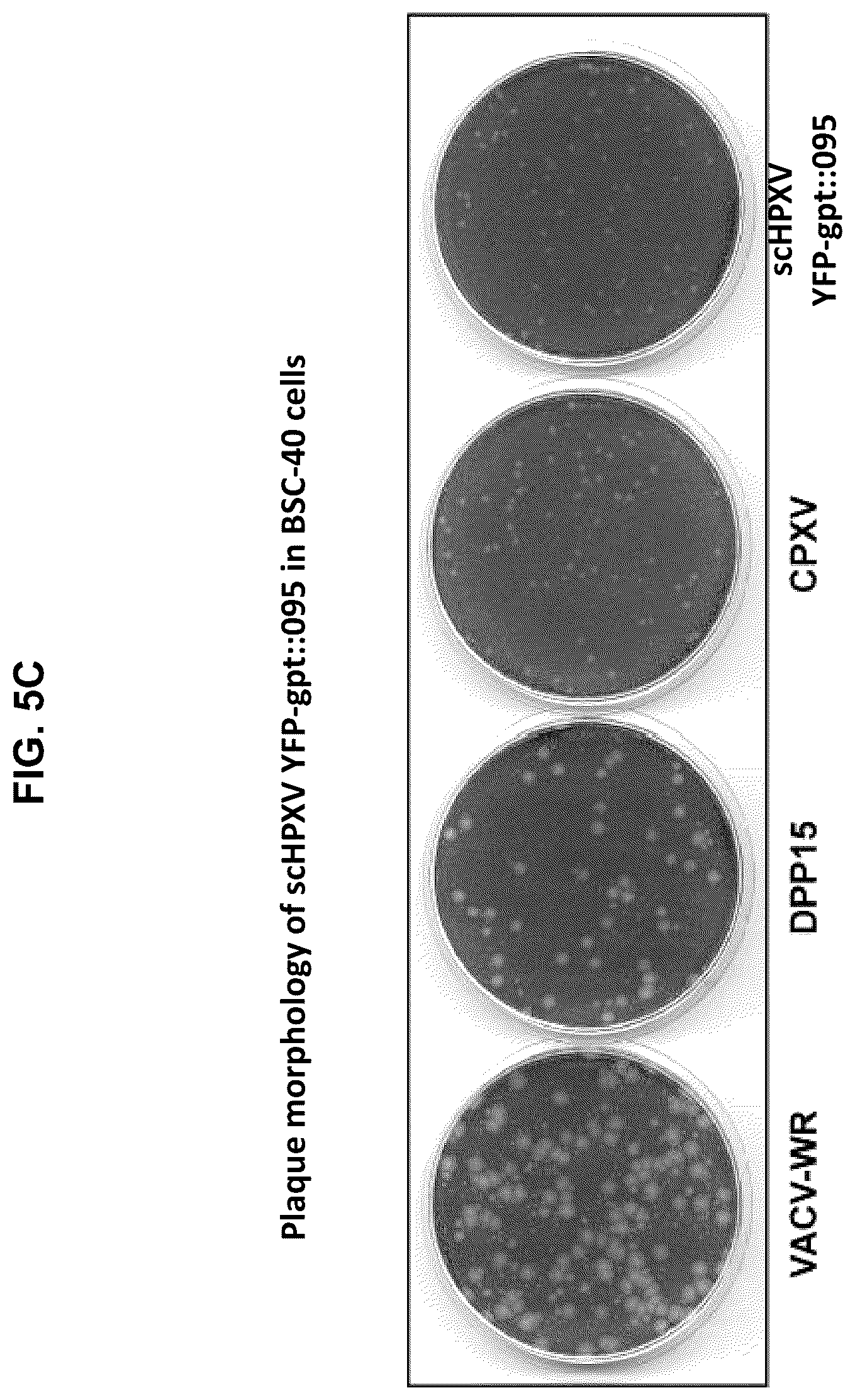 Patent US12365879 Figure 13 – Synthetic chimeric poxviruses