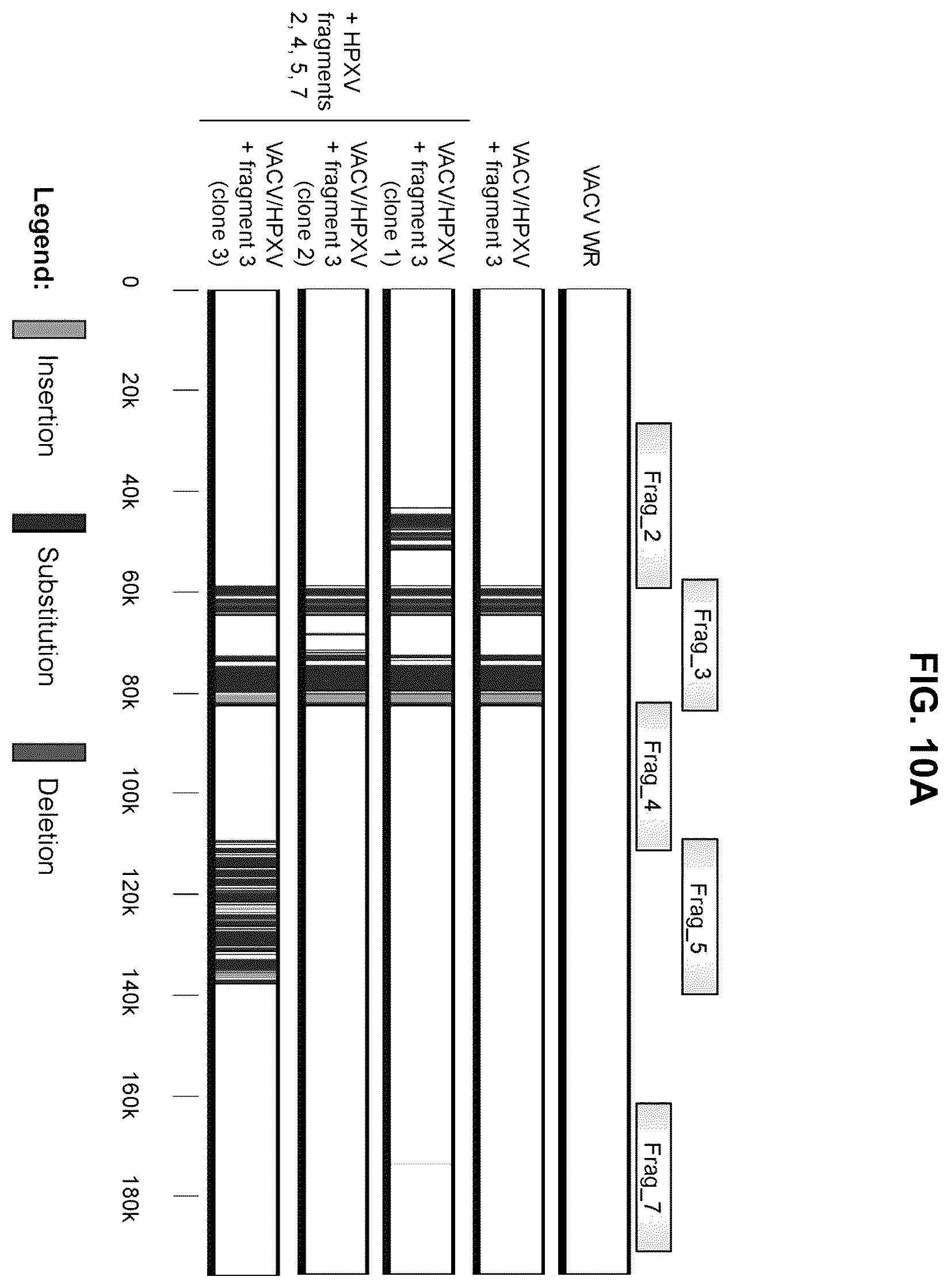 Patent US12365879 Figure 19 – Synthetic chimeric poxviruses