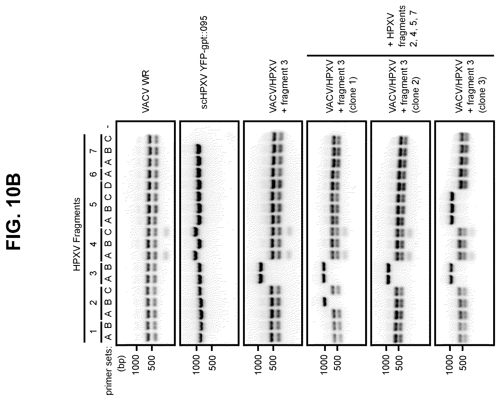 Patent US12365879 Figure 20 – Synthetic chimeric poxviruses