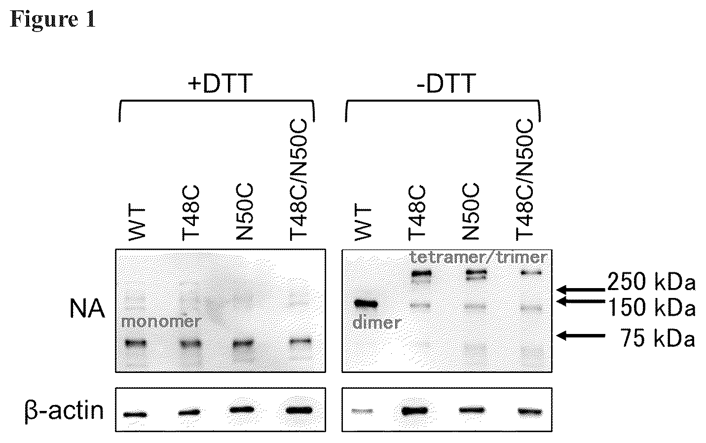 Patent US12365880 — Recombinant influenza viruses with stabilized NA — Figure 1