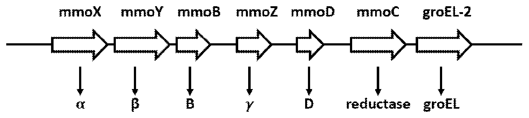 Patent US12365883 — Methane monooxygenase enzymes — Figure 1