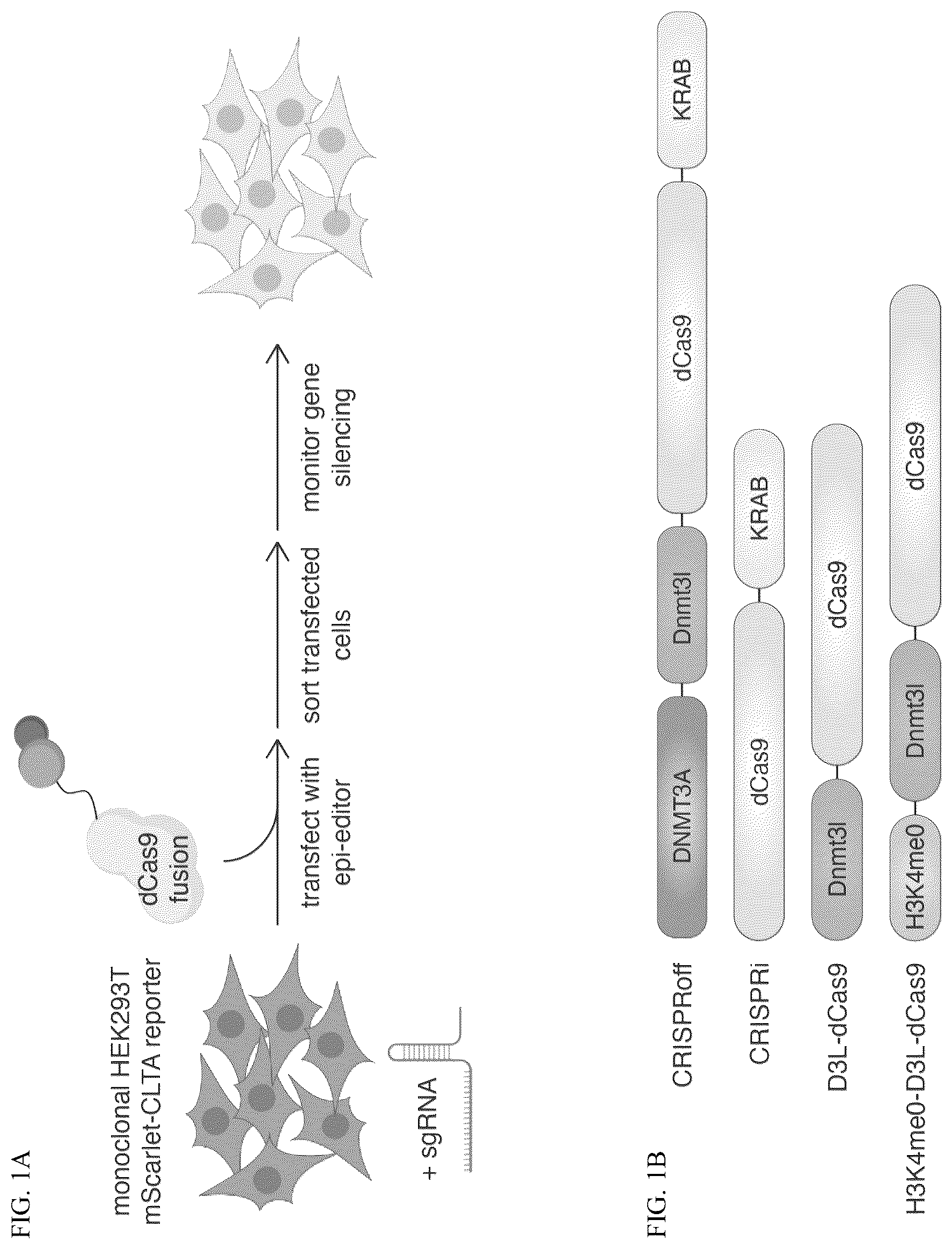 Patent US12365884 Figure 1 – Compositions and methods for making epigenetic modifications