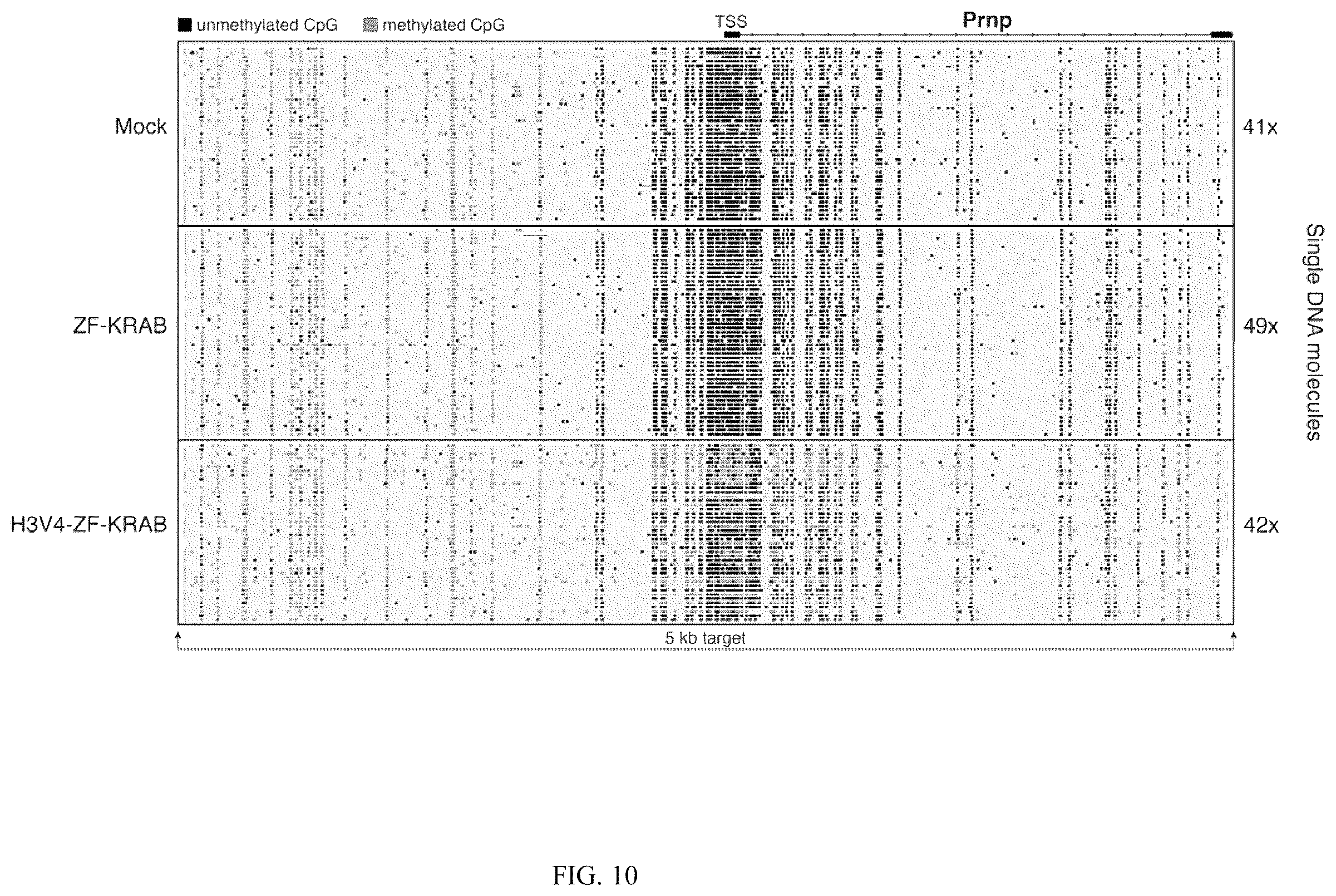 Patent US12365884 Figure 12 – Compositions and methods for making epigenetic modifications