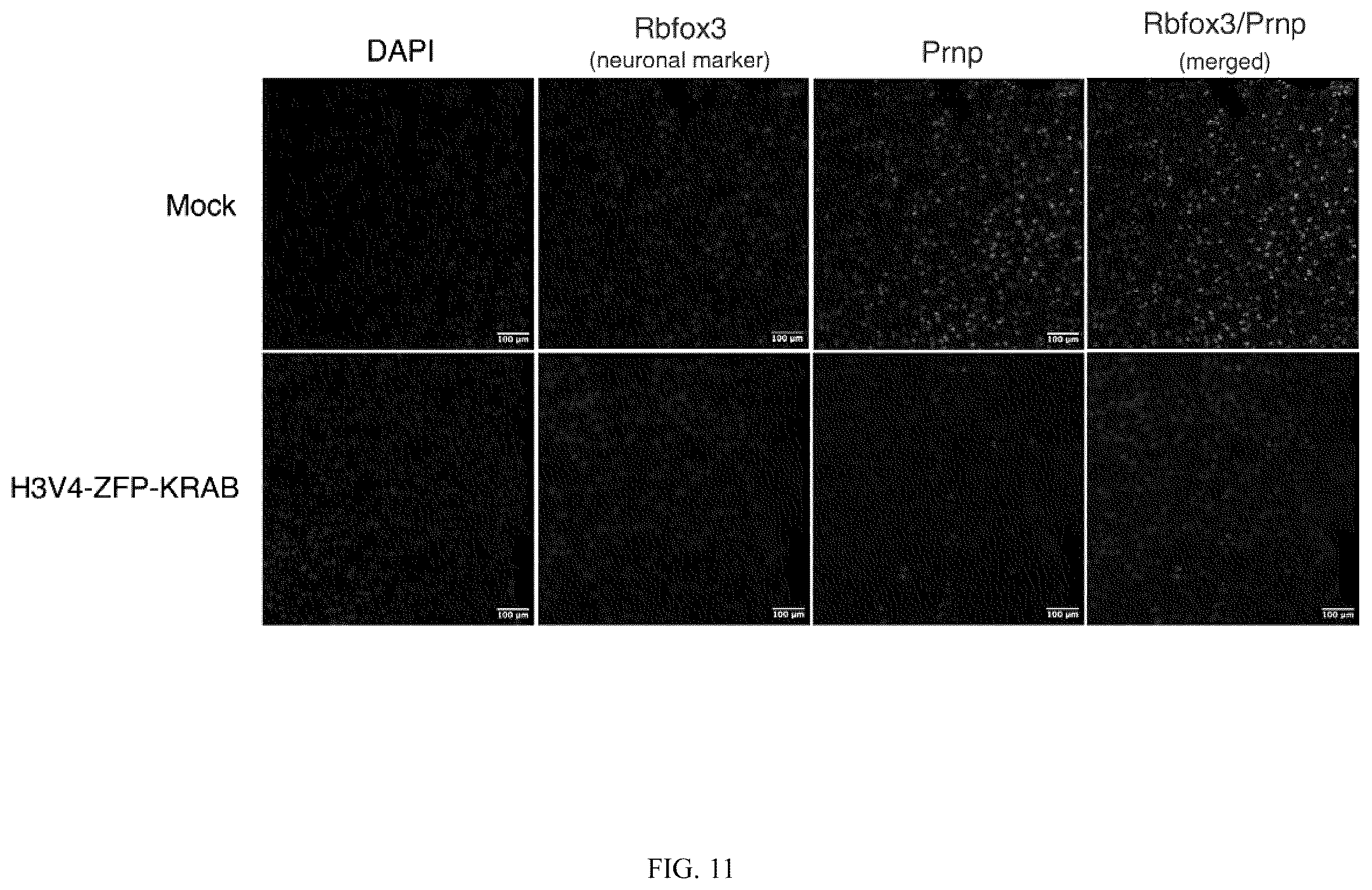 Patent US12365884 Figure 13 – Compositions and methods for making epigenetic modifications