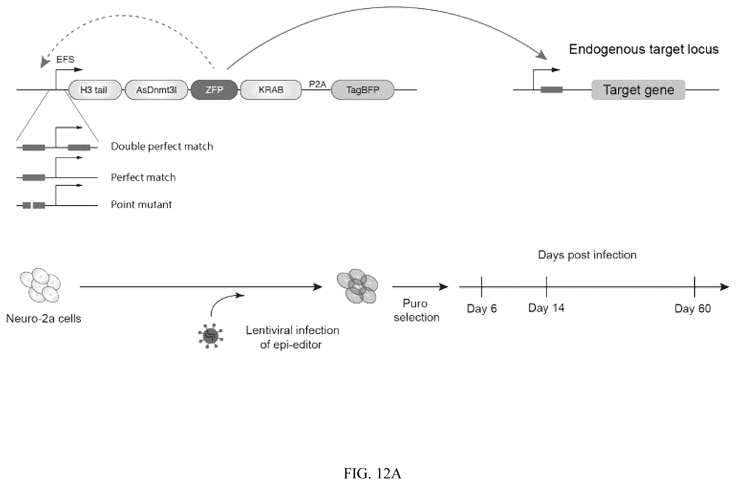 Patent US12365884 Figure 14 – Compositions and methods for making epigenetic modifications