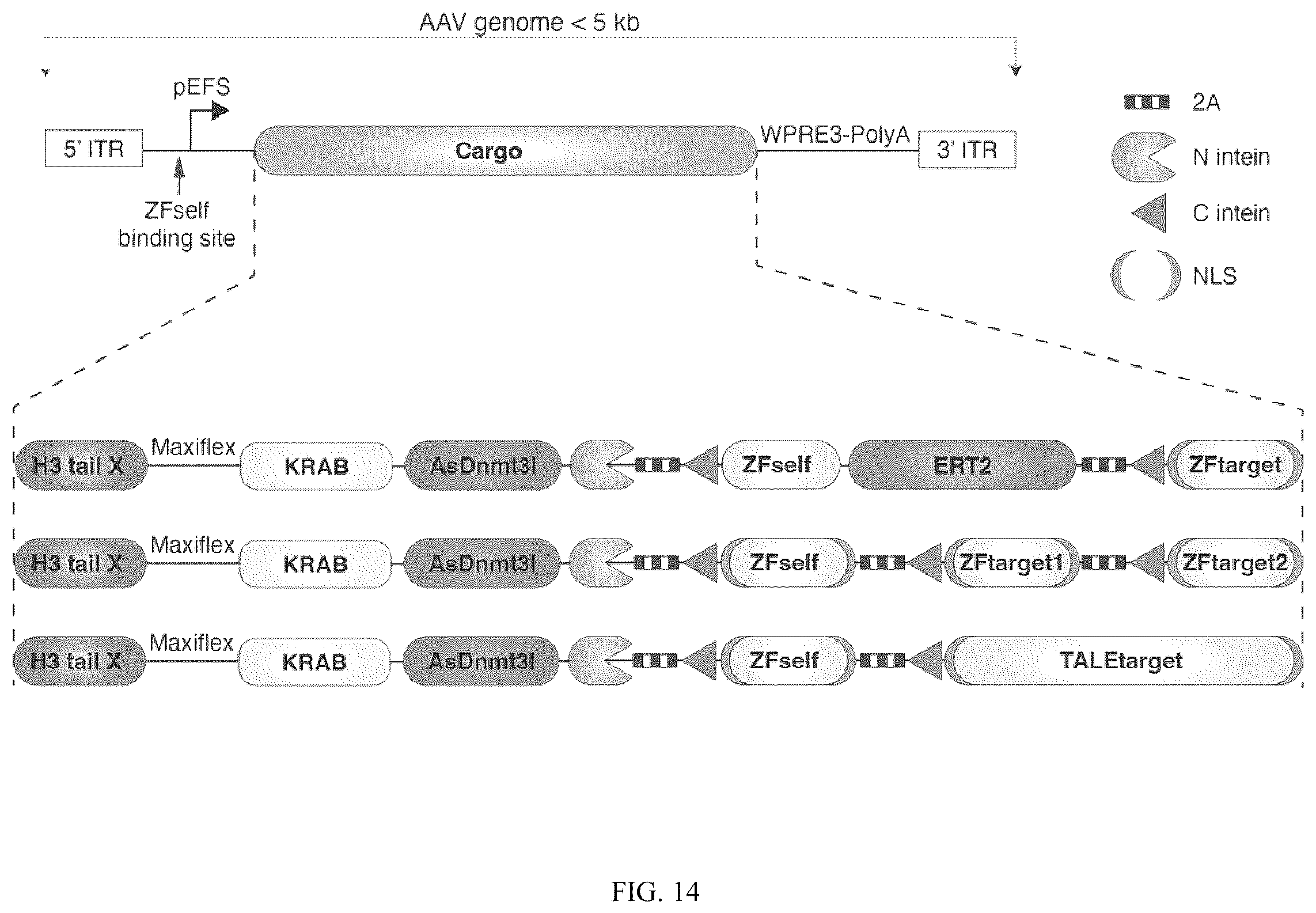 Patent US12365884 Figure 17 – Compositions and methods for making epigenetic modifications