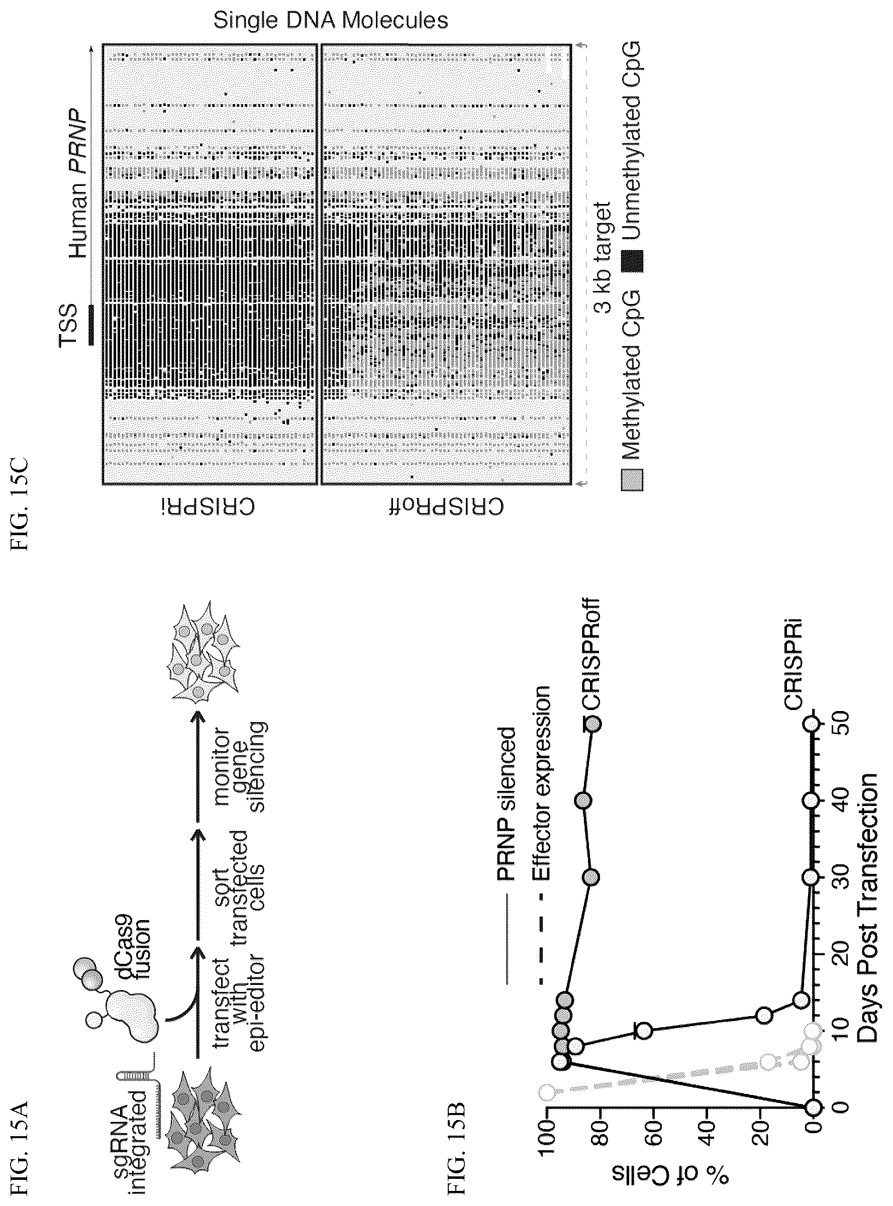 Patent US12365884 Figure 18 – Compositions and methods for making epigenetic modifications