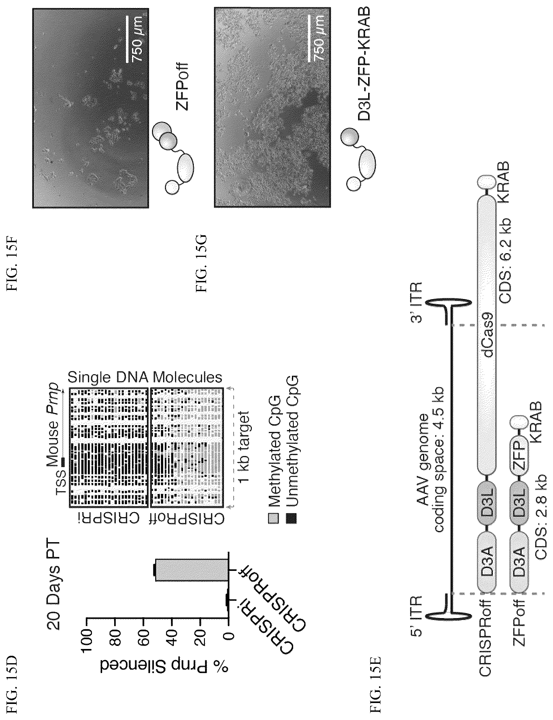 Patent US12365884 Figure 19 – Compositions and methods for making epigenetic modifications