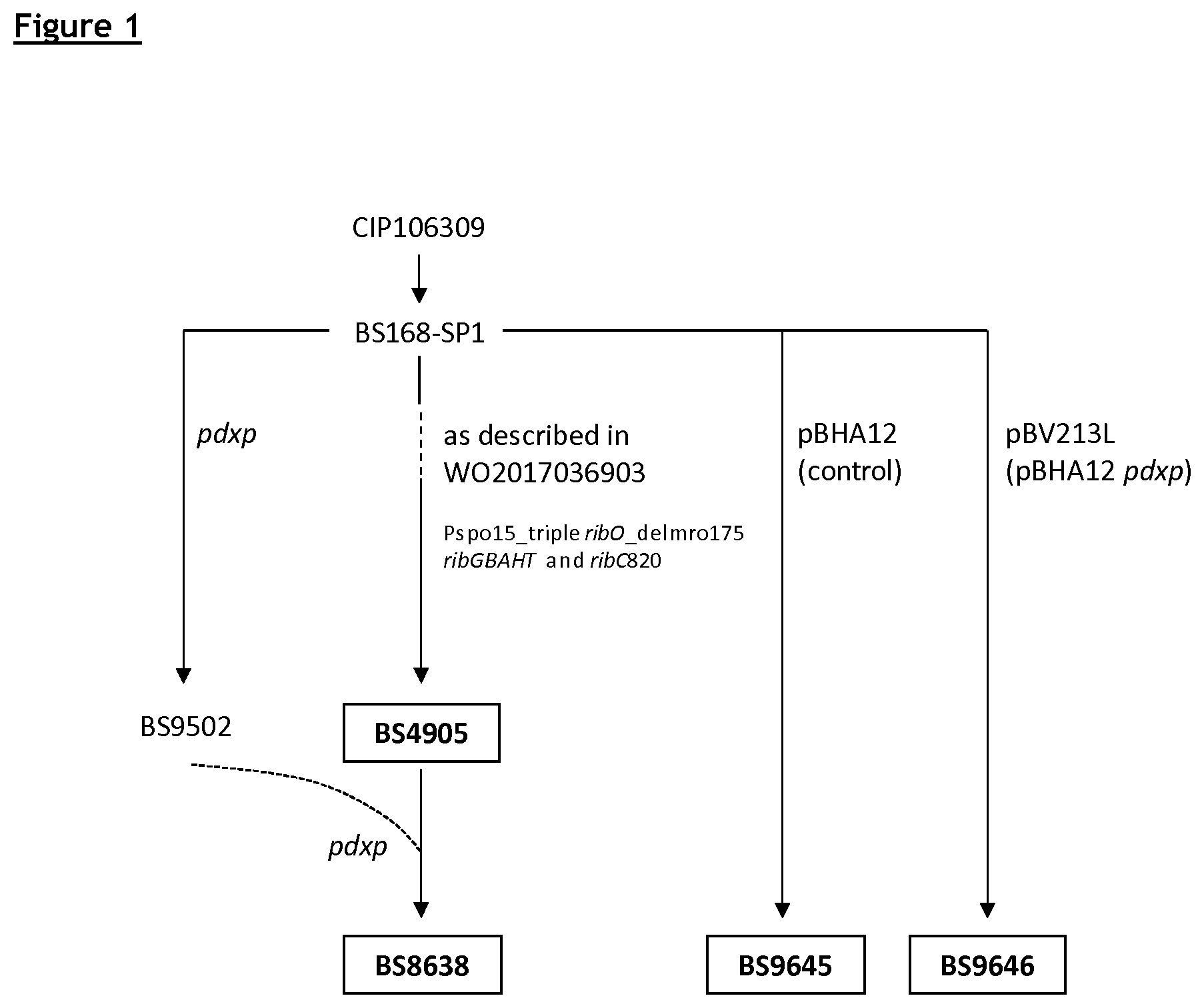 Patent US12365885 Figure 1 – Production of riboflavin