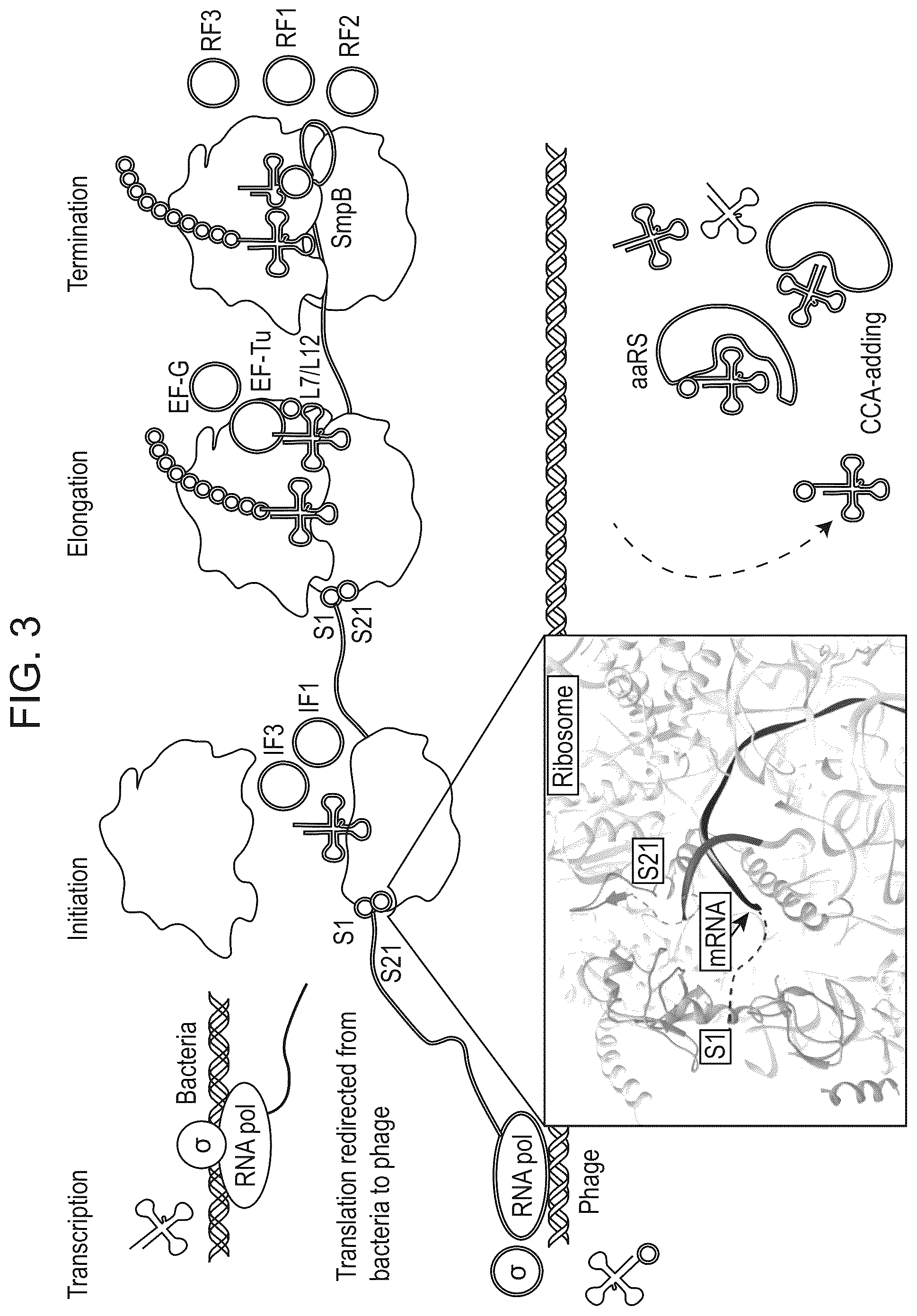 Patent US12365887 Figure 4 – CRISPR-Cas effector polypeptides and methods of use thereof