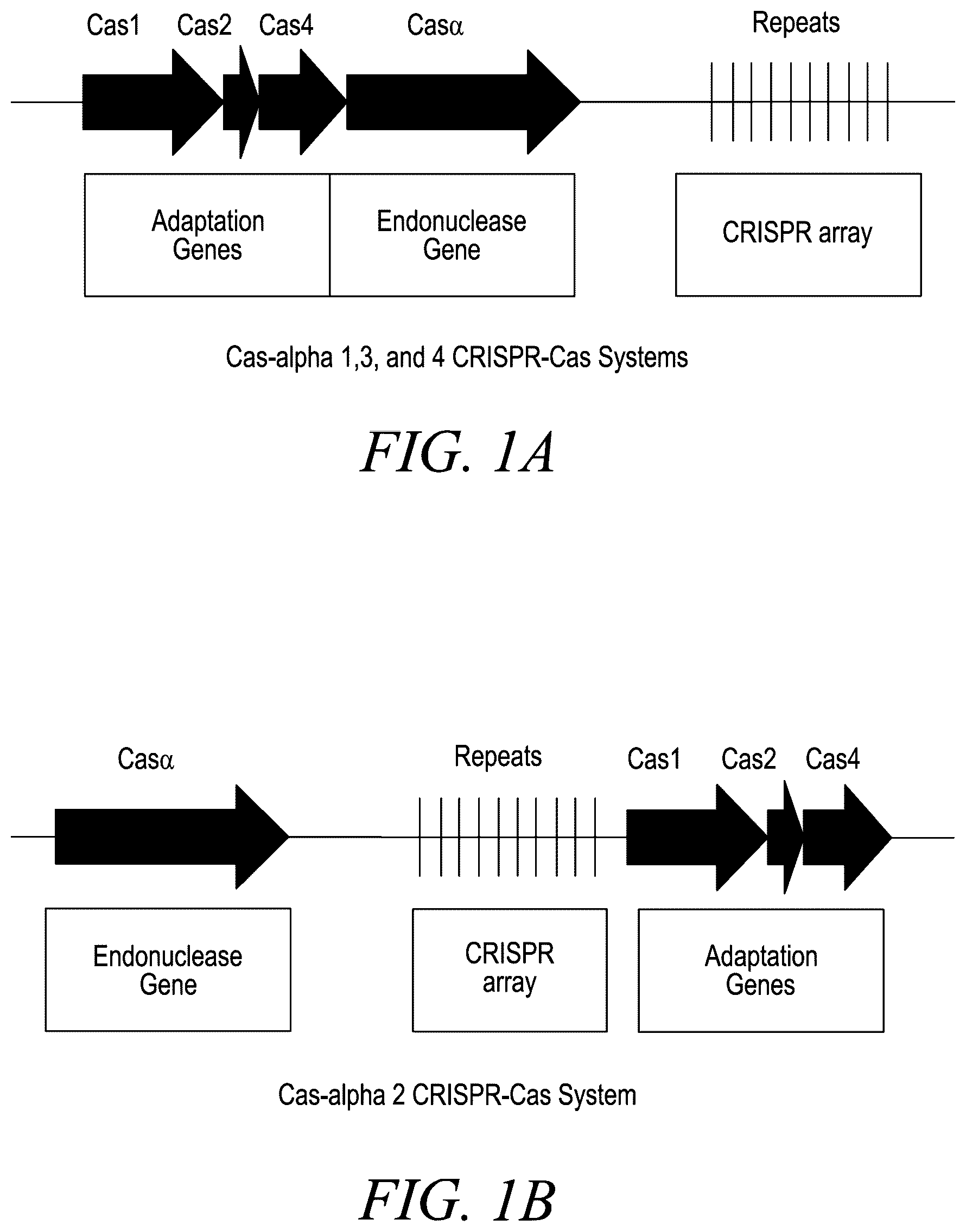 Patent US12365888 Figure 1 – CRISPR-Cas systems for genome editing